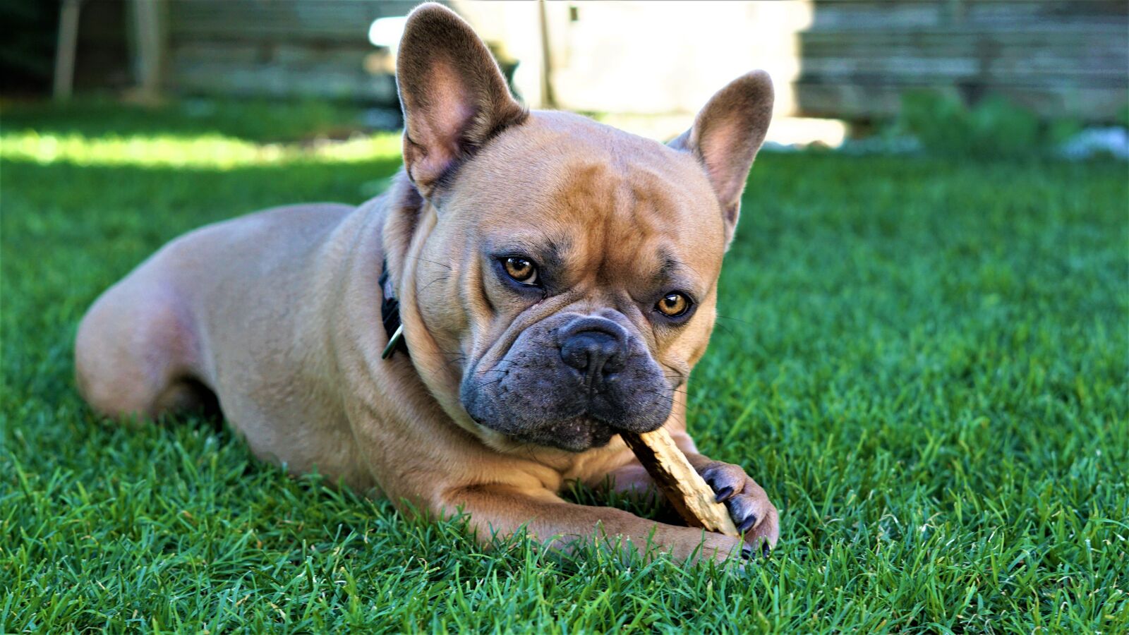 Sony FE 50mm F1.8 sample photo. French bulldog, dog, beige photography