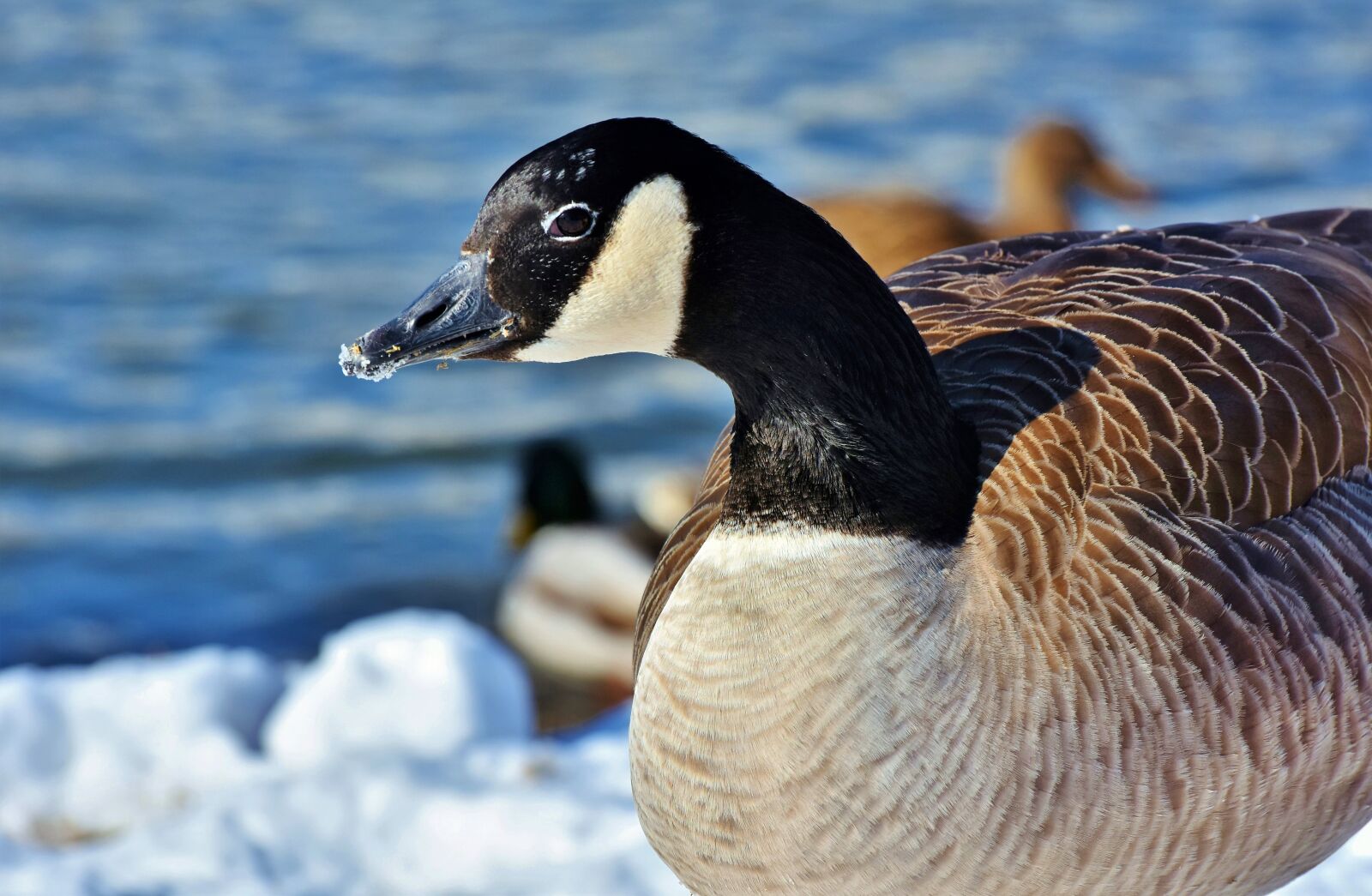 Nikon D7200 sample photo. Canada goose, goose, water photography