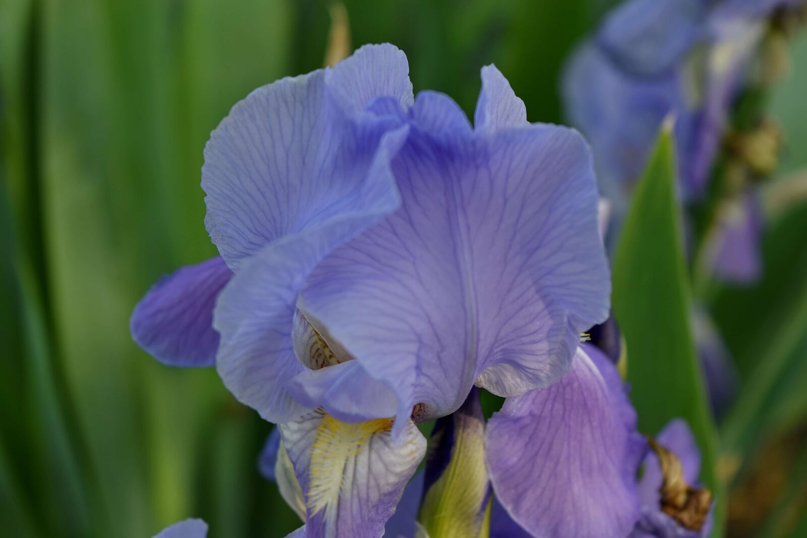 Nikon D5500 sample photo. Iris, flower, plant, nature photography