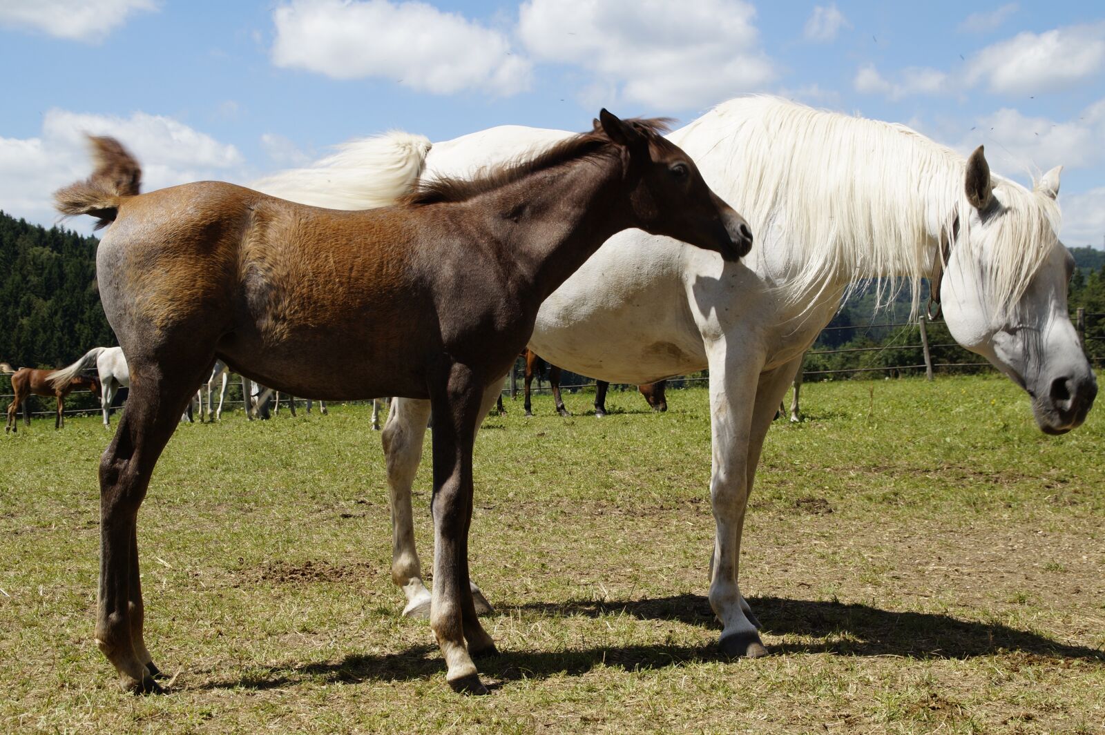 Sony SLT-A58 sample photo. Country stud, stud, mare photography