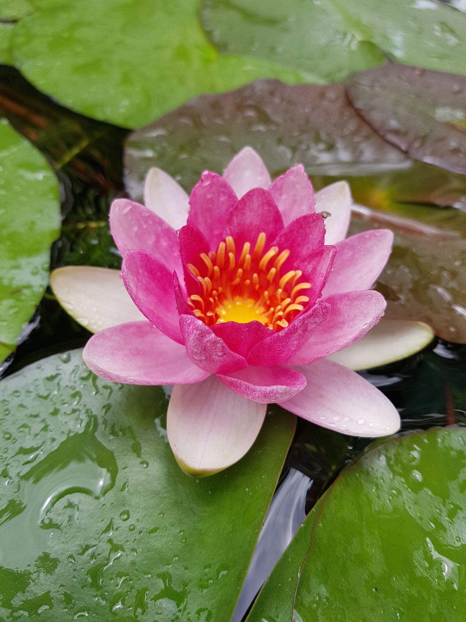 Samsung Galaxy Note Fan Edition sample photo. Lotus, pink, flower photography