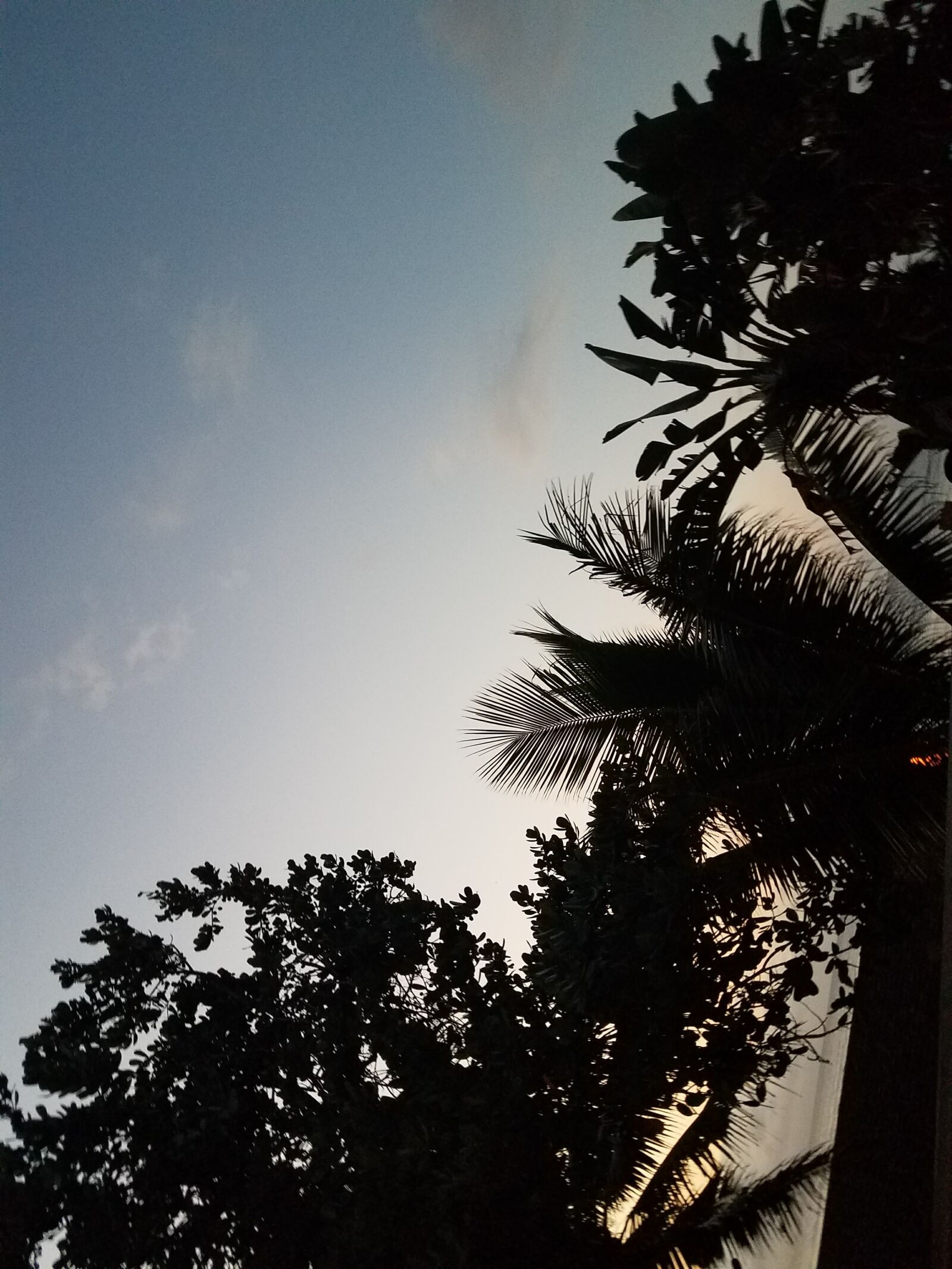 Samsung Galaxy S7 Edge sample photo. Sillouhette, trees photography