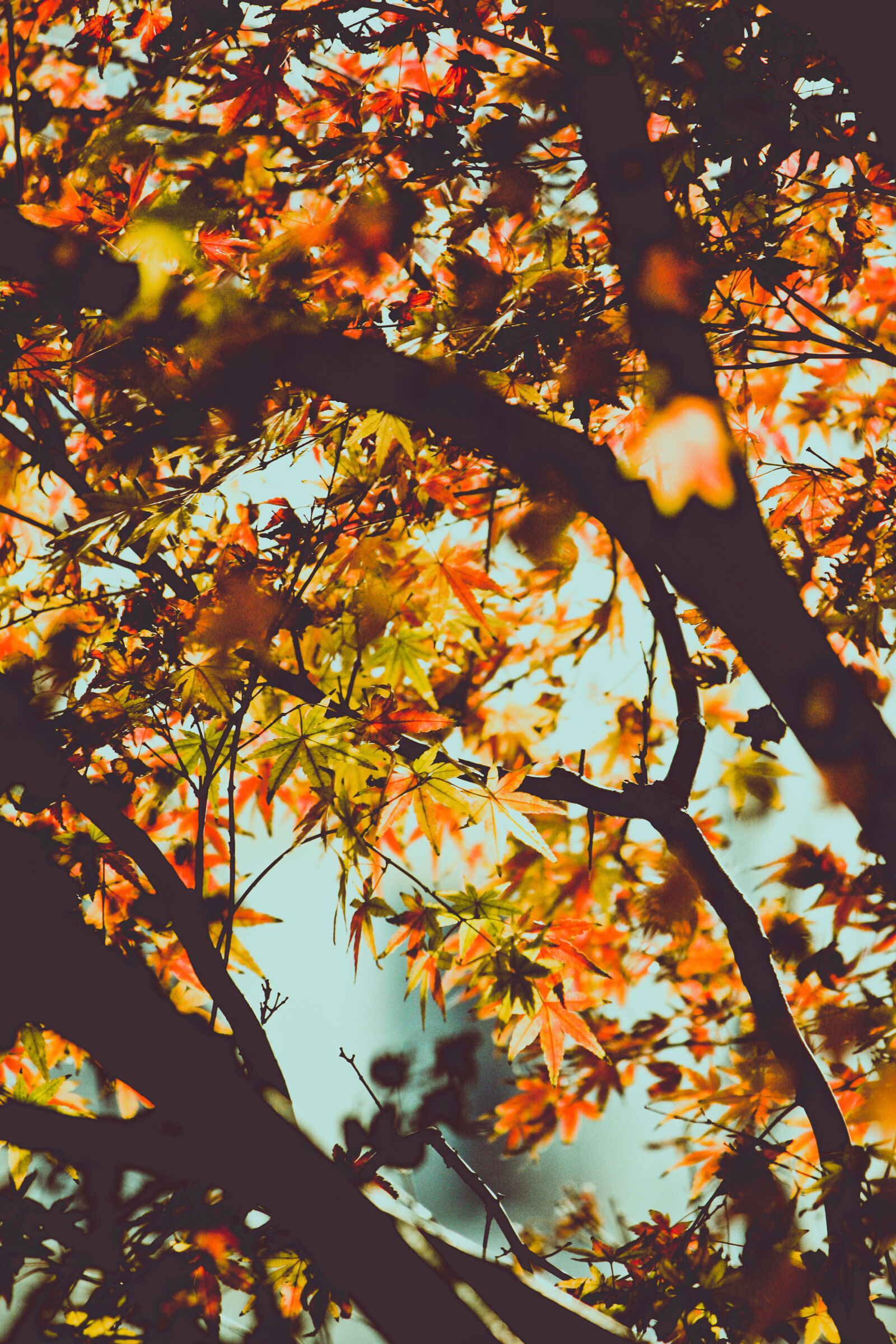 Canon EOS 450D (EOS Rebel XSi / EOS Kiss X2) sample photo. Autumn, fall, leaves, tree photography