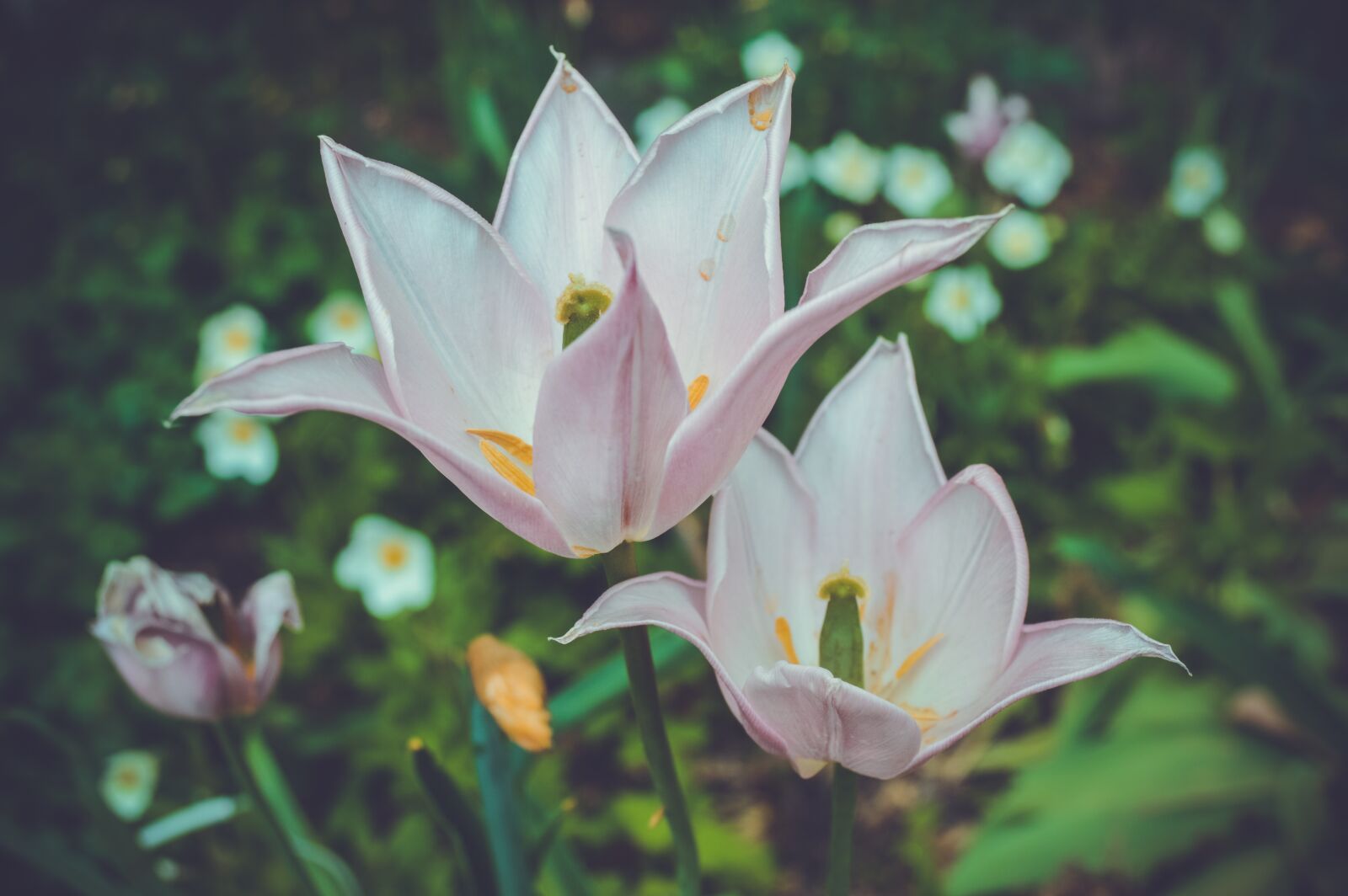 Nikon D3200 sample photo. Flower, krupnyj plan, pink photography