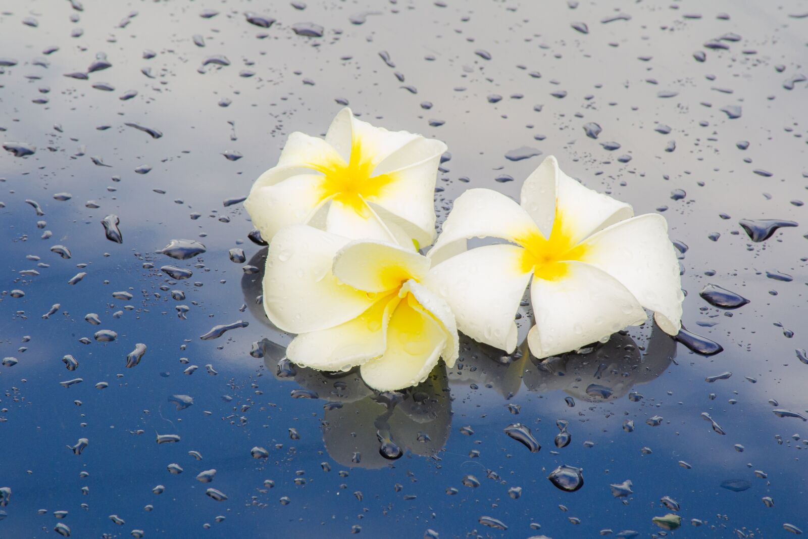 Nikon D3100 sample photo. Macro, sunlight, flower garden photography