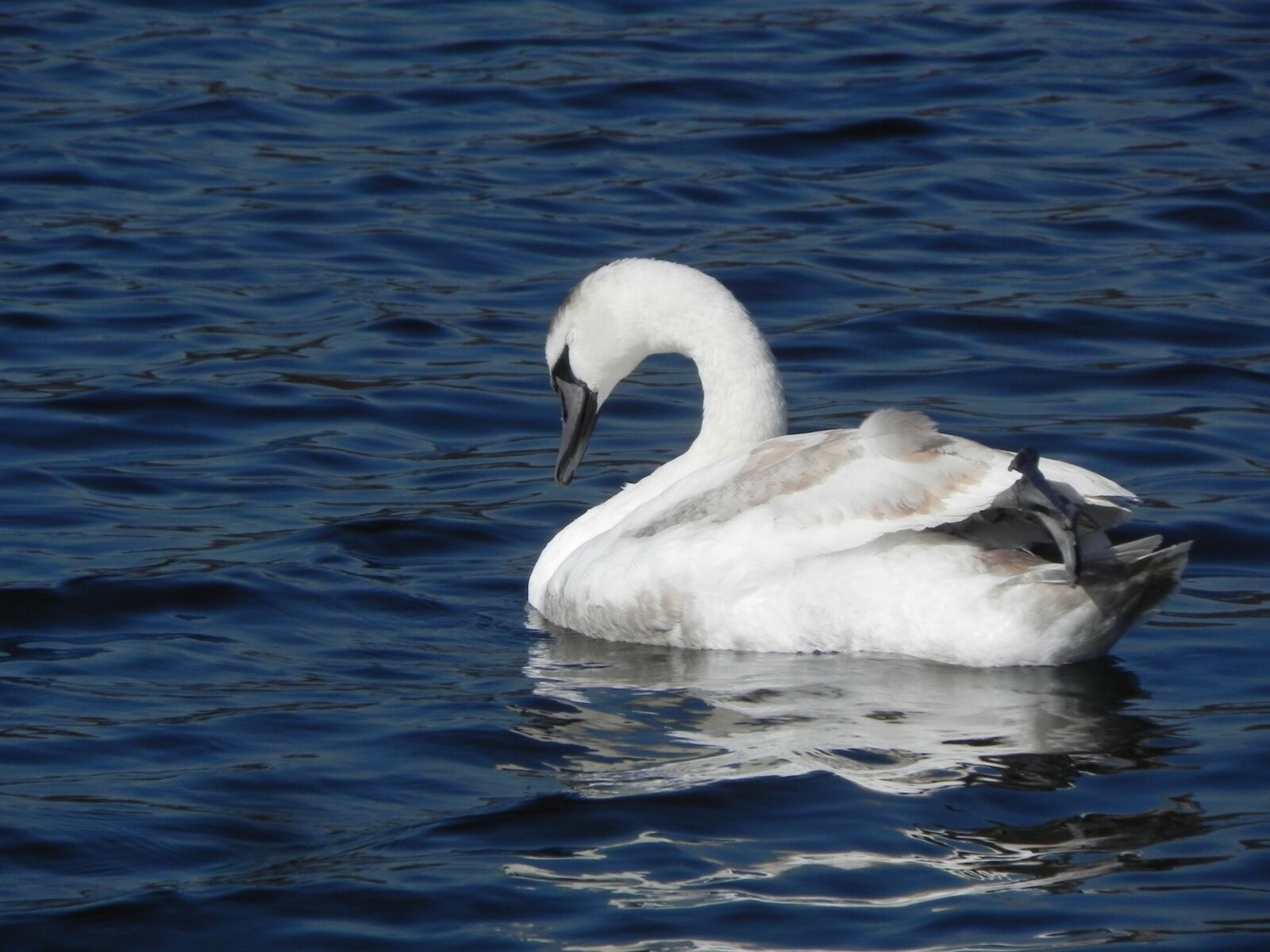 Nikon Coolpix P100 sample photo. Swan, nature, water photography