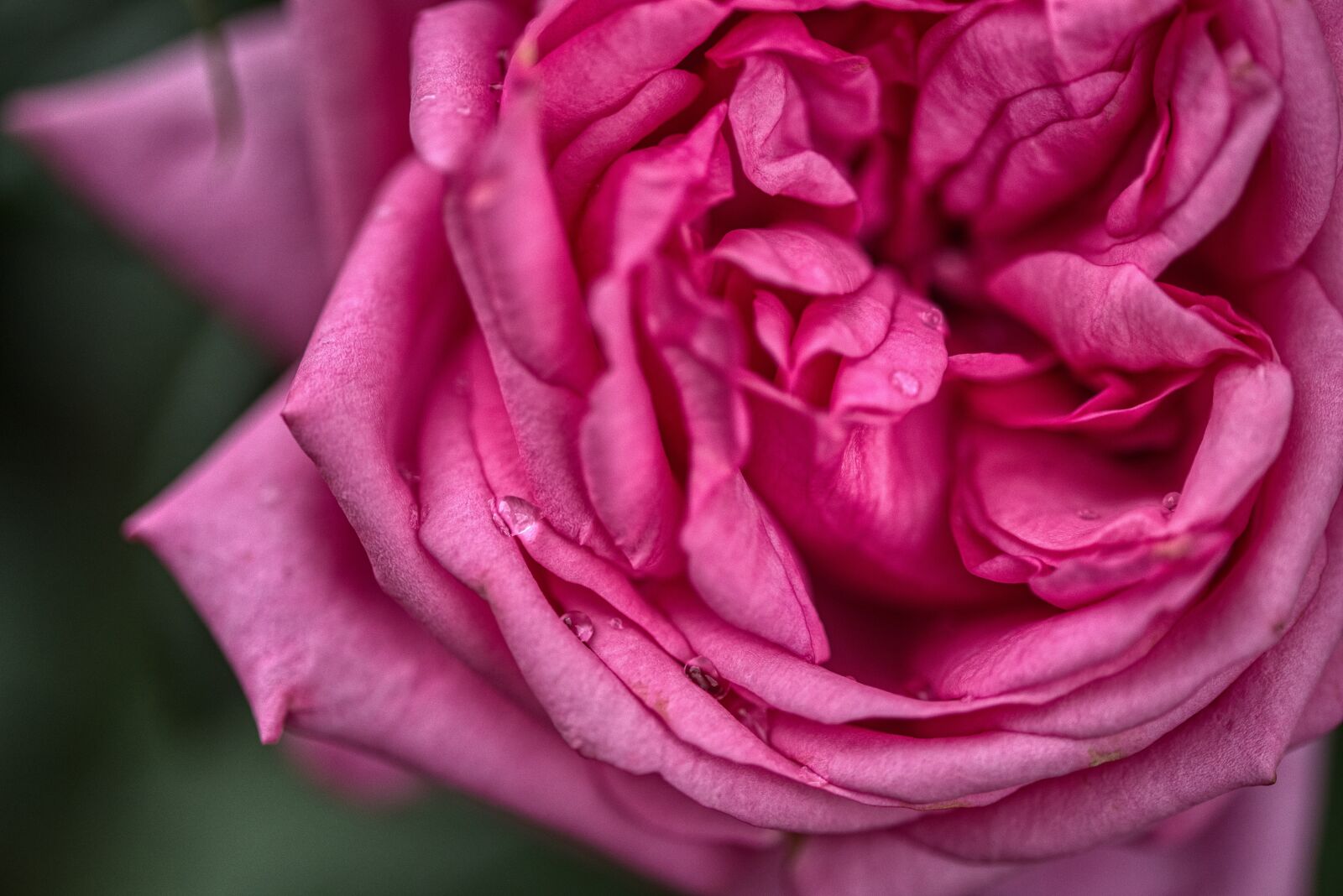 Nikon D750 sample photo. Rose, blossom, bloom photography