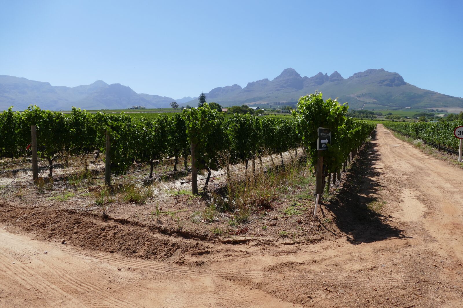 Panasonic Lumix DMC-FZ1000 sample photo. Stellenbosch, wineyard, landscape photography