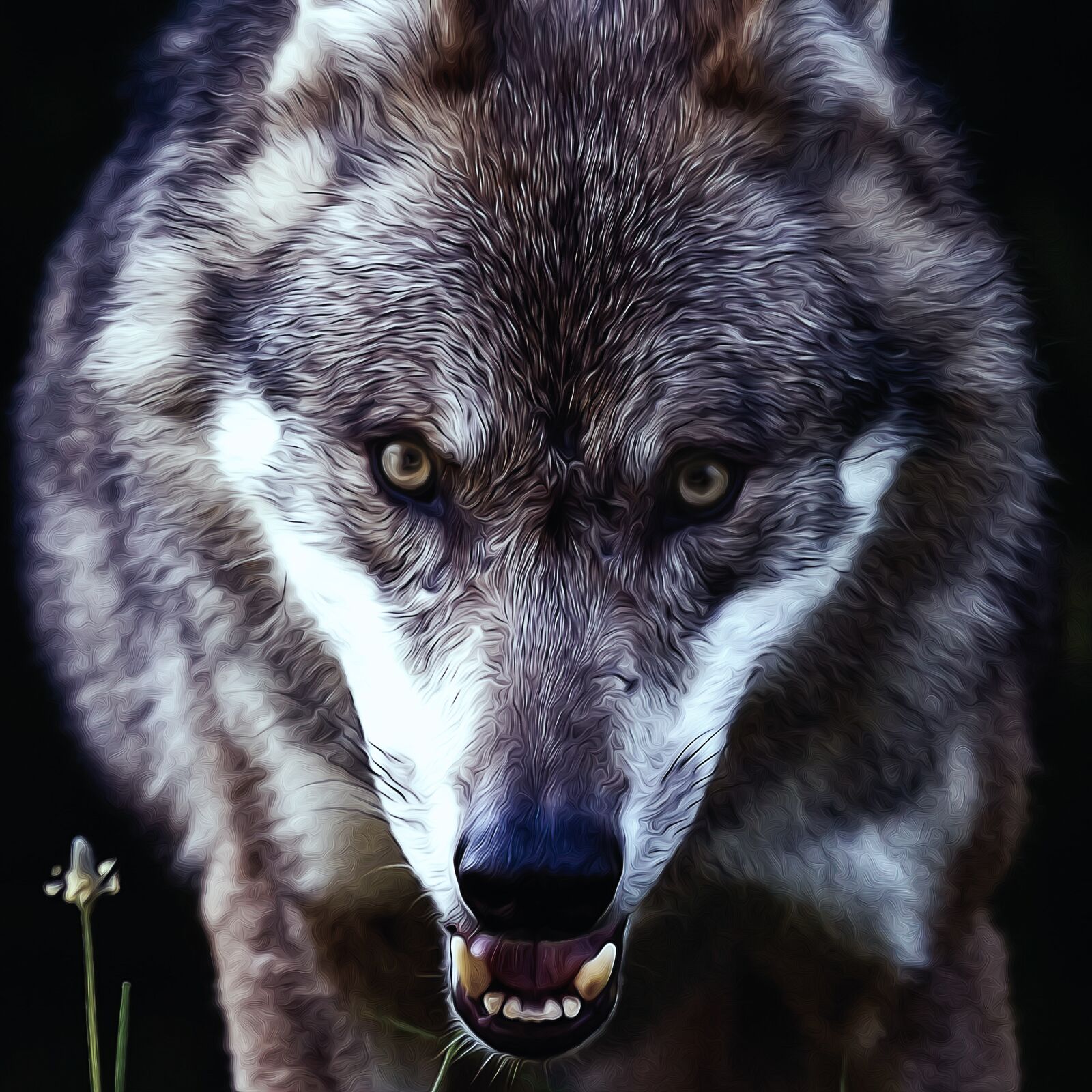 Sony 70-400mm F4-5.6 G SSM sample photo. Wolf, predator, european wolf photography
