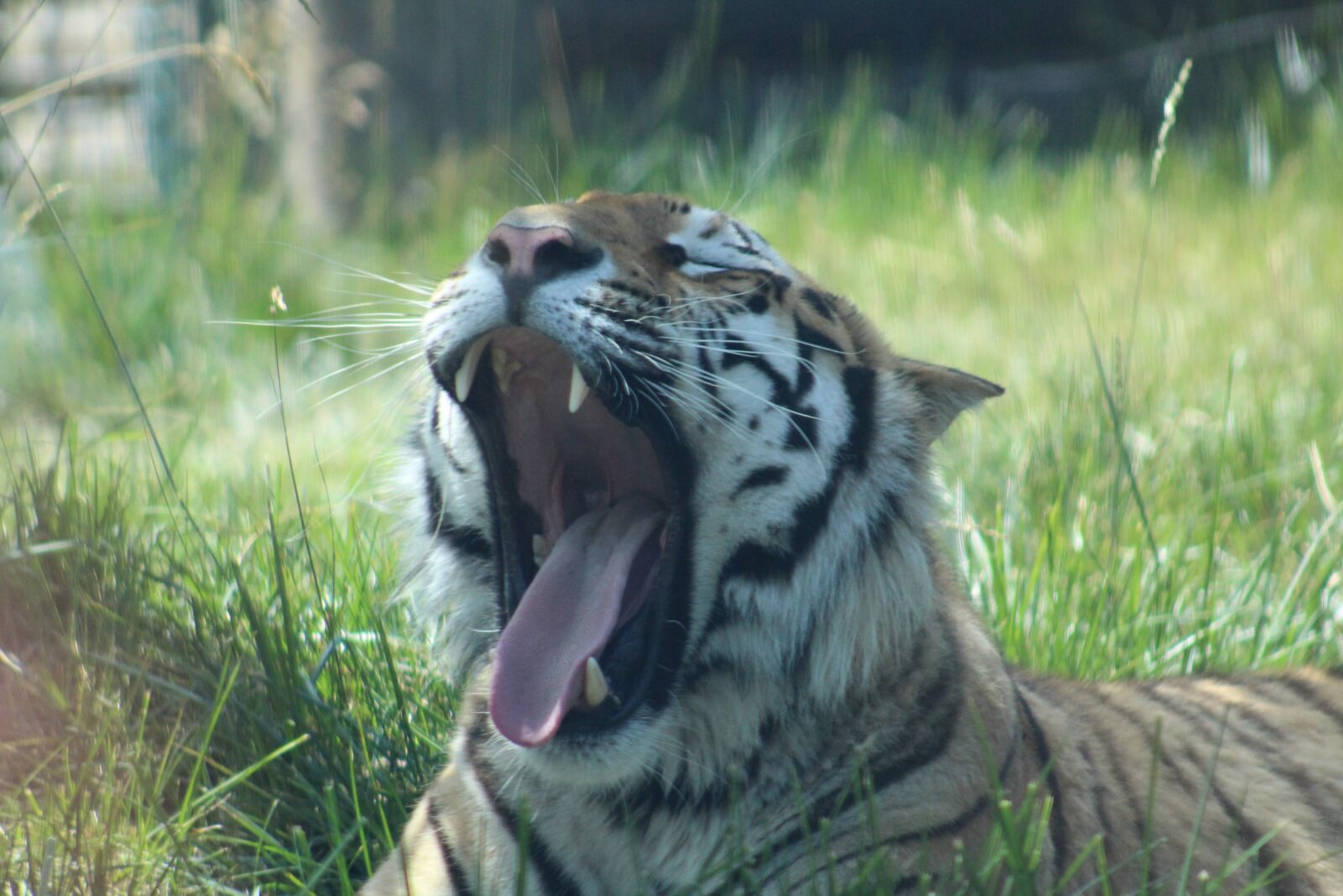 Canon EOS 1300D (EOS Rebel T6 / EOS Kiss X80) sample photo. Tiger, zoo, yawn photography