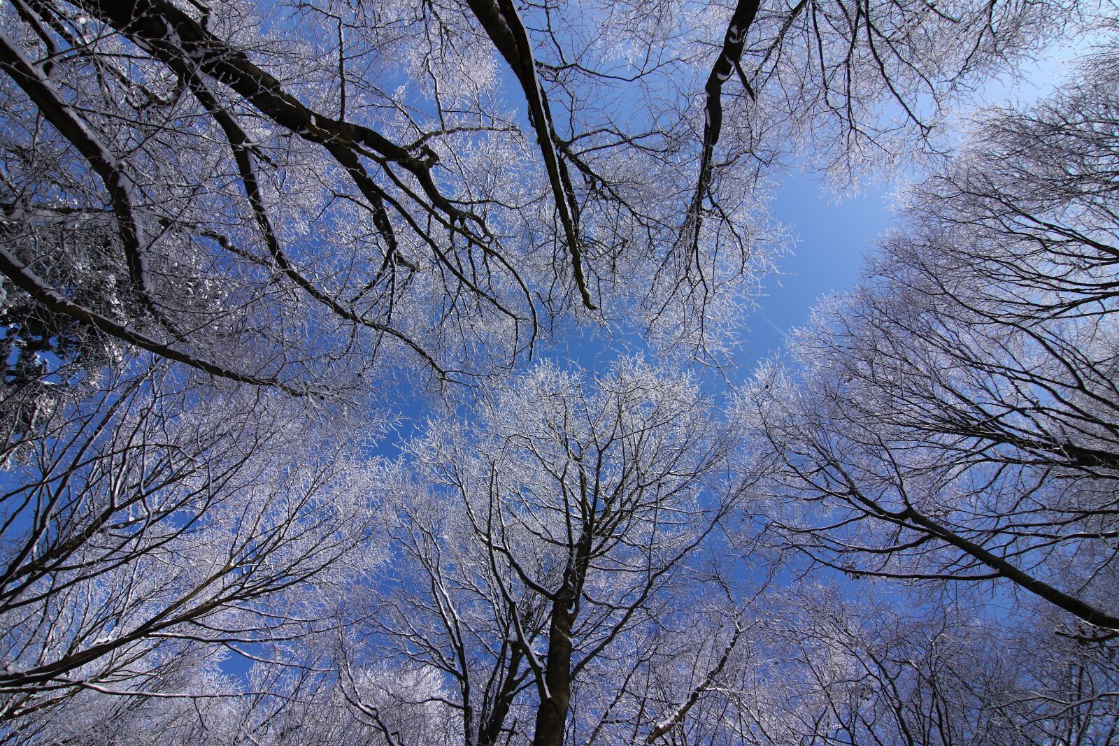 Canon EOS 50D sample photo. Trees, winter, snow photography