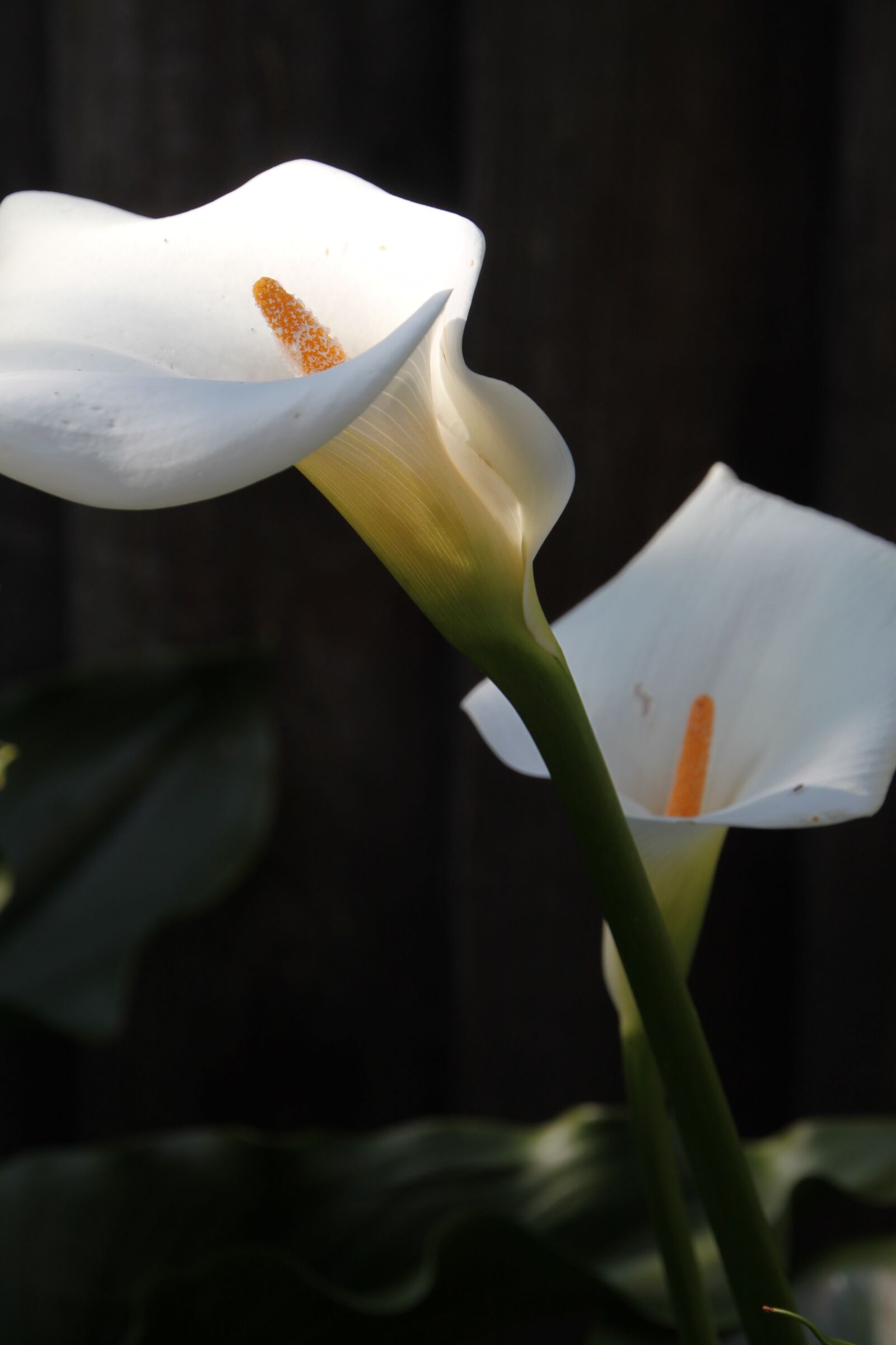 Canon EOS 500D (EOS Rebel T1i / EOS Kiss X3) sample photo. Flower, white, green photography