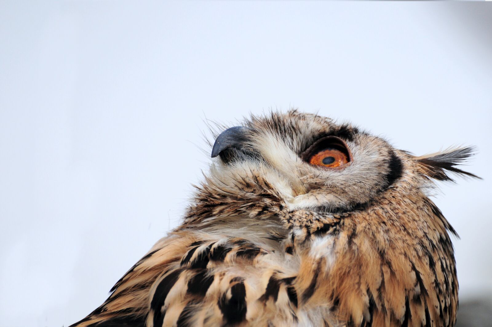 Nikon D300 sample photo. Eagle owl, bird, bird photography