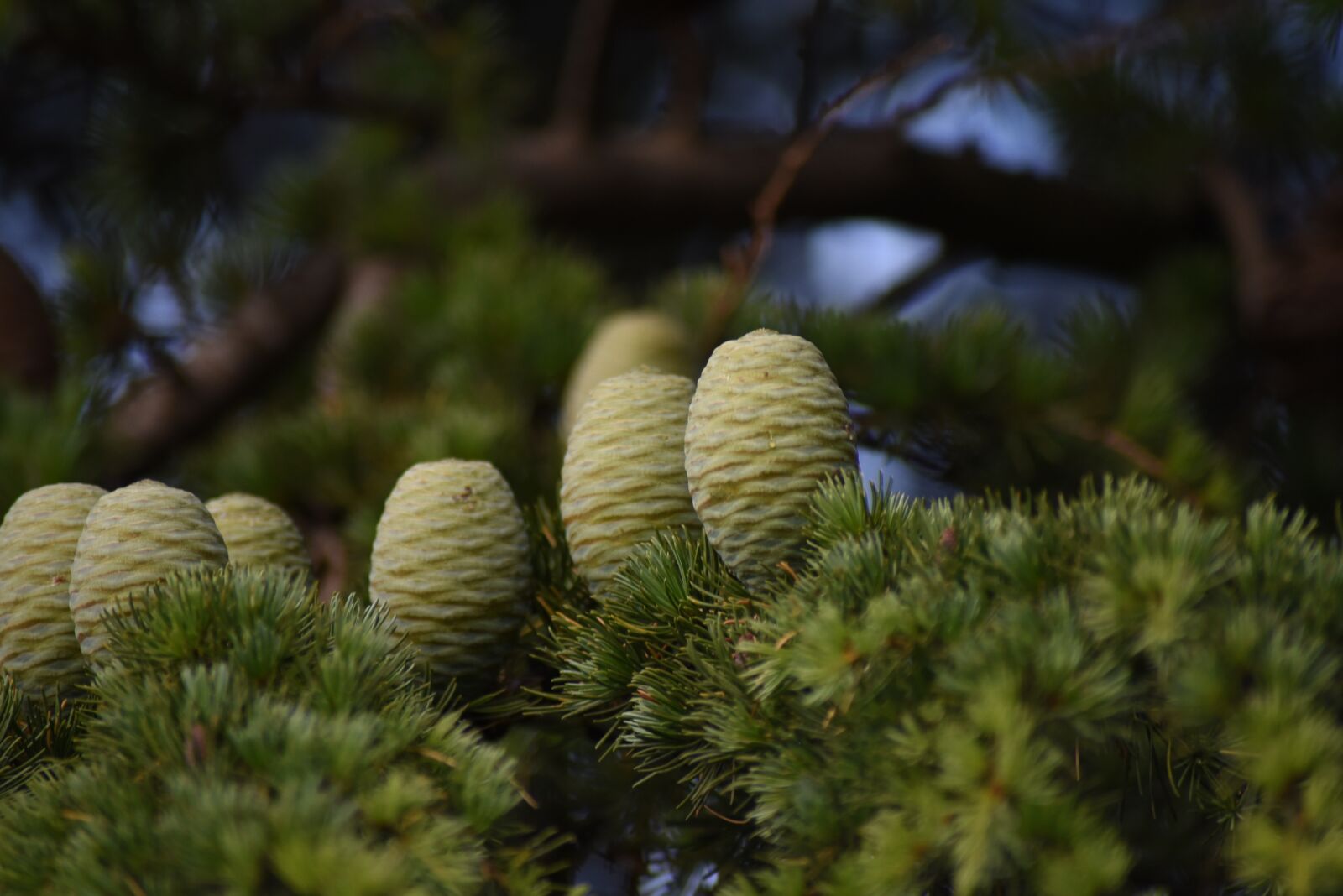 Nikon D750 sample photo. Blur, flower, plant photography