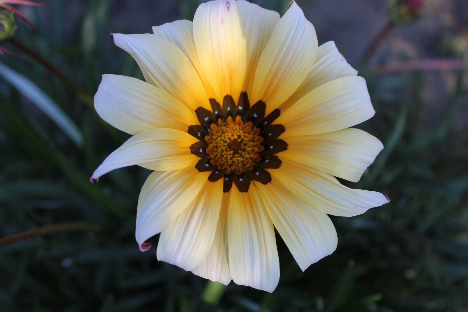 Canon EOS 4000D (EOS Rebel T100 / EOS 3000D) sample photo. Flower, autumn, nature photography