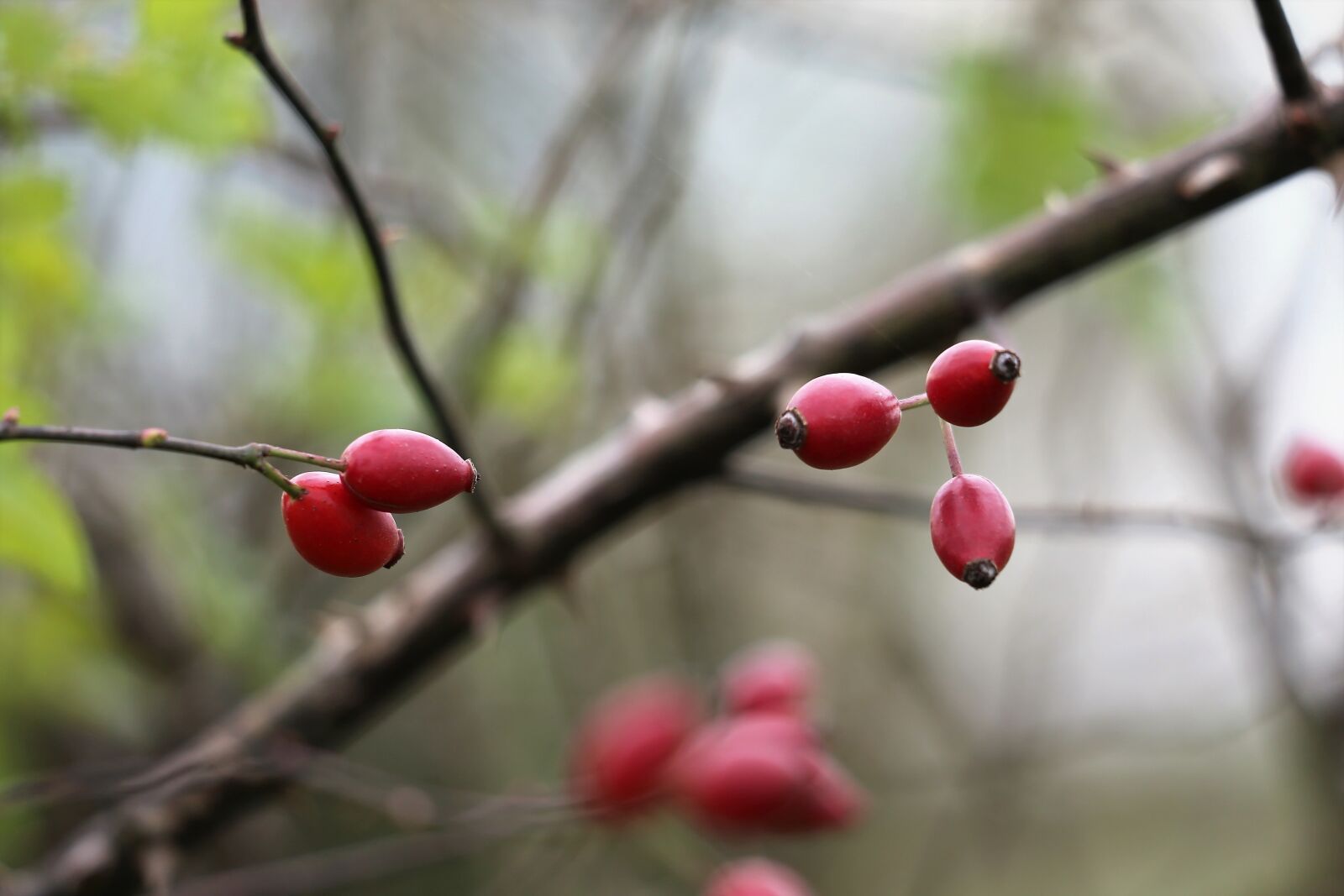 Canon EF 70-300 F4-5.6 IS II USM sample photo. Rose hip, dog rose photography