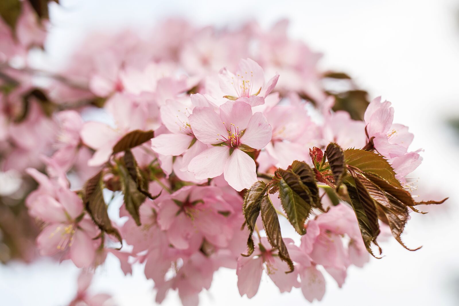 Nikon D3300 sample photo. Nature, inflorescence, cherry photography