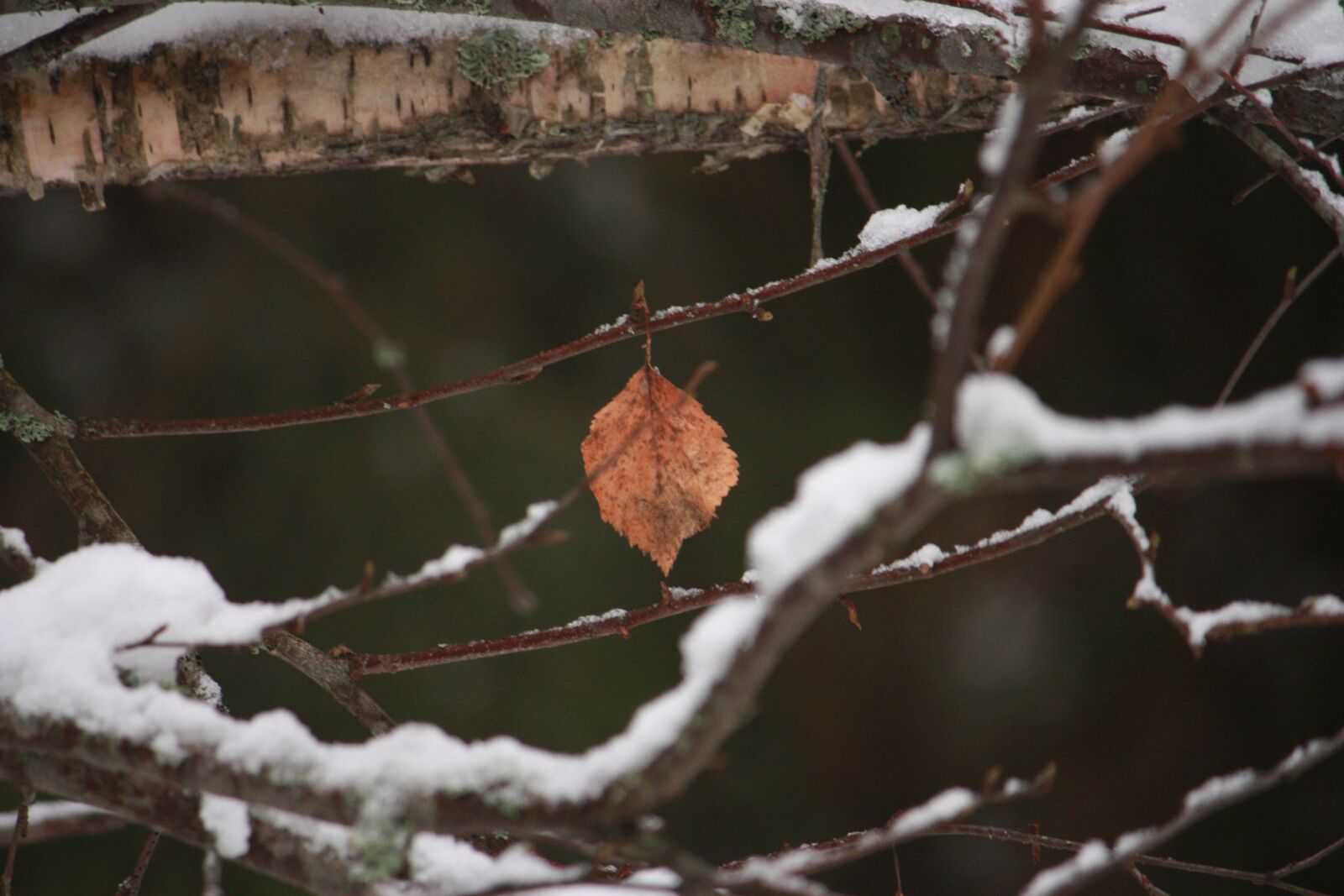 Canon EOS 450D (EOS Rebel XSi / EOS Kiss X2) sample photo. Nature, leaf, snow photography