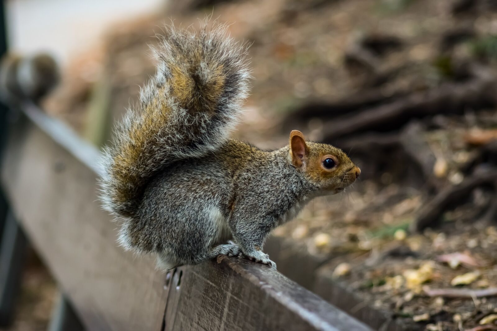 Nikon D3300 sample photo. Squirrel, animal, rodent photography