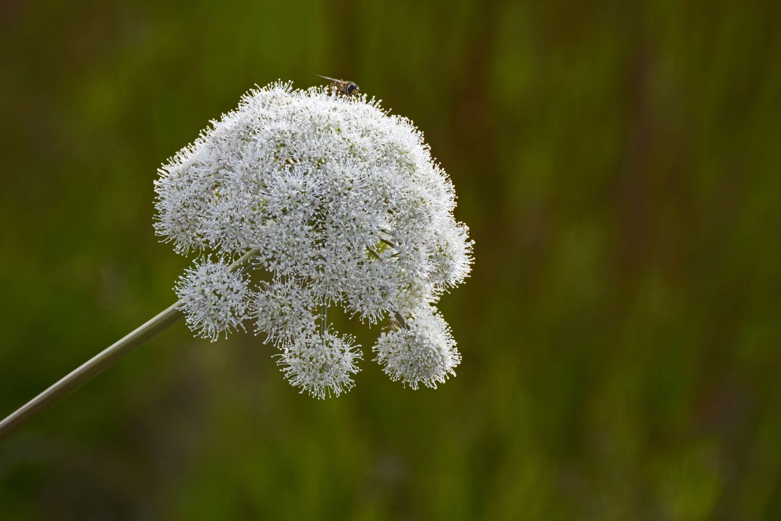Nikon D7100 sample photo. Forest-angelica, apiaceae, doldengewächse photography