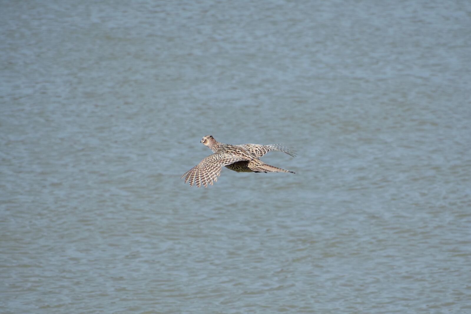 Nikon D7200 sample photo. Animal, river, bird photography