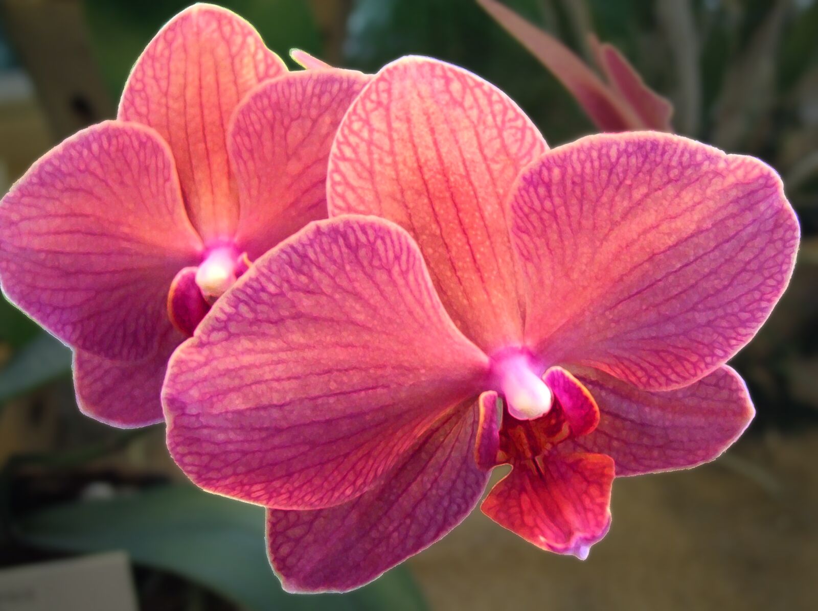 Fujifilm FinePix S9600 sample photo. Orchid, flower, orchidea photography