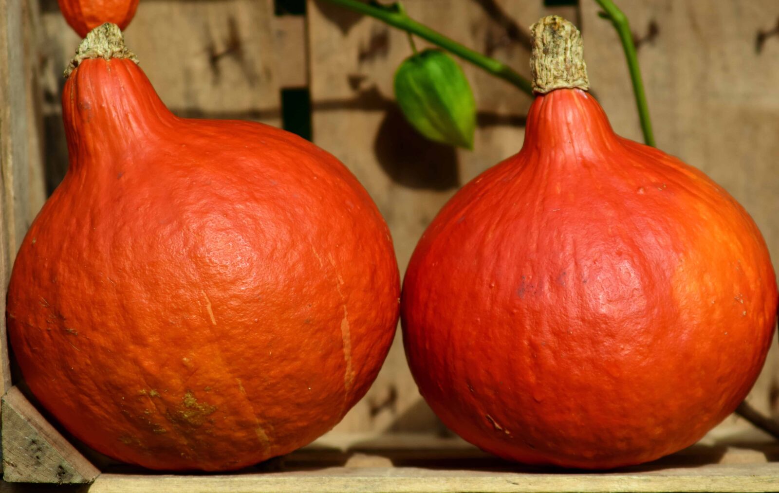 Nikon D3300 sample photo. Vegetables, nature, autumn, food photography