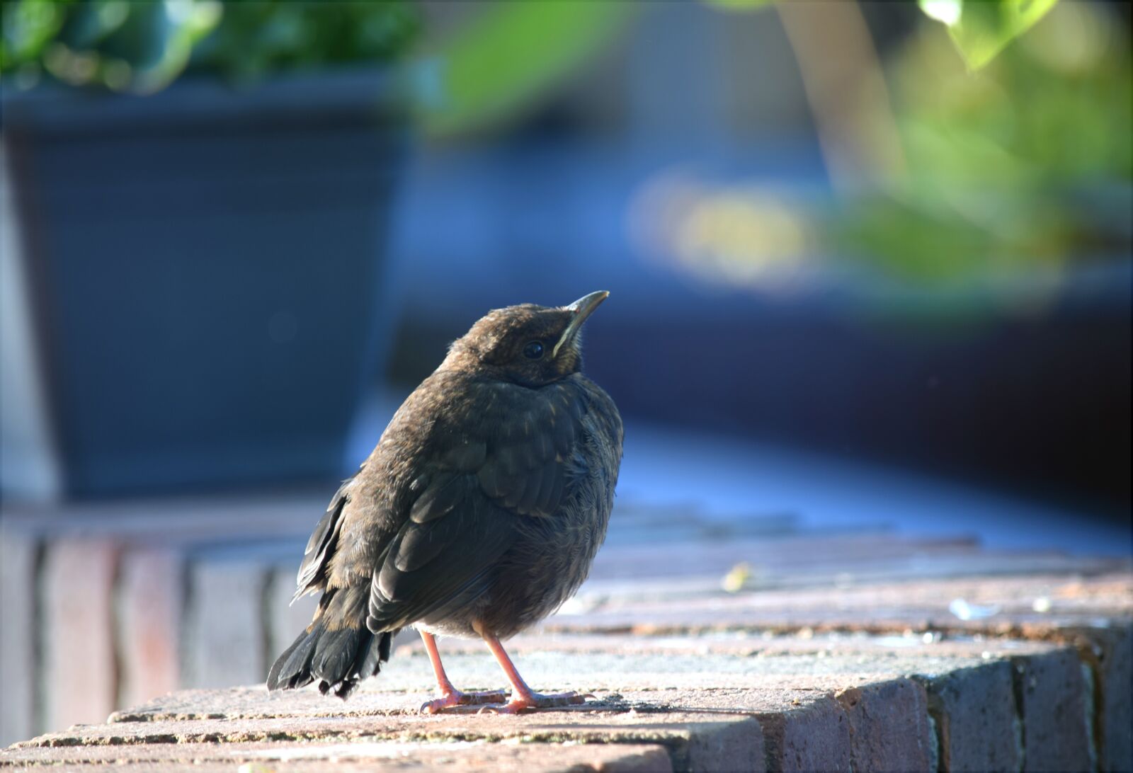 Nikon D5300 sample photo. Blackbird, young bird, animal photography