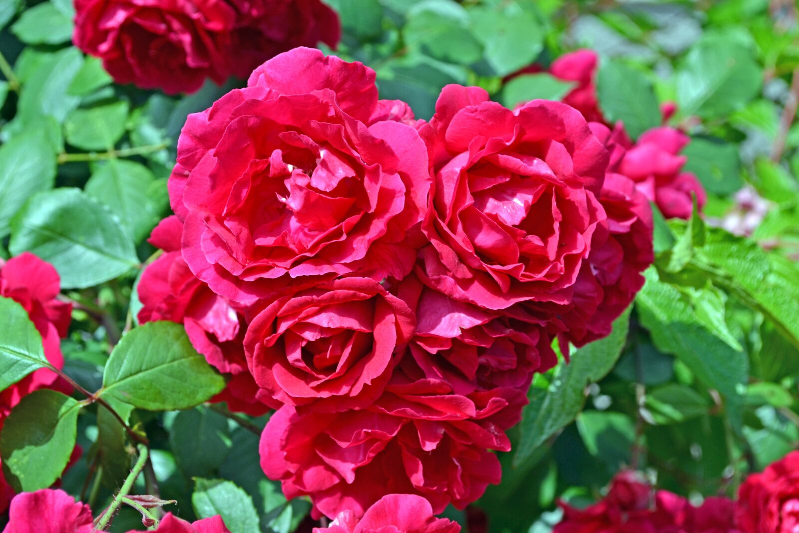 Nikon D3100 sample photo. Red, rose, flower photography