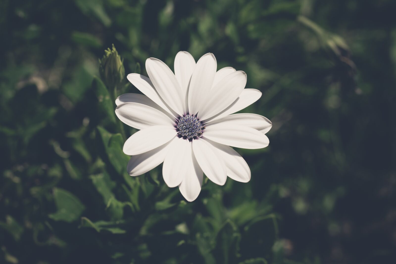 Nikon D750 sample photo. Flower, blossom, bloom photography