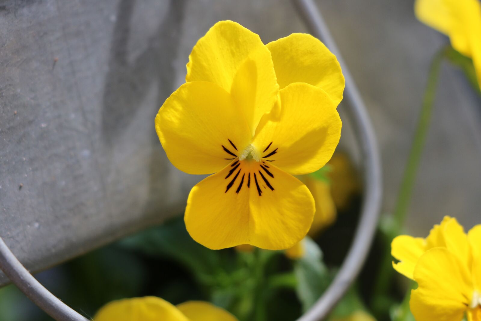 Canon EOS 70D sample photo. Thinking, flower, yellow photography