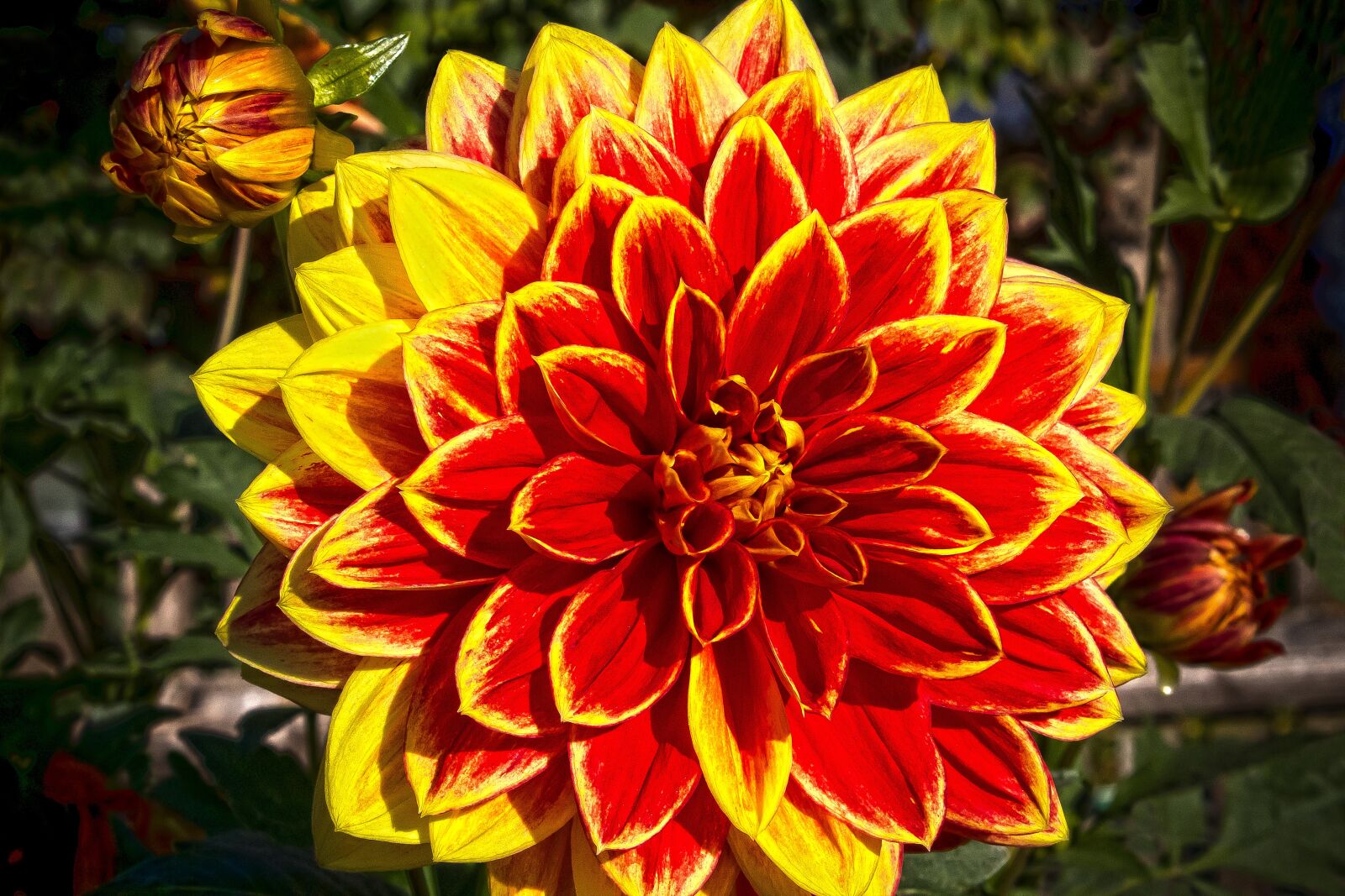 Canon EOS 1300D (EOS Rebel T6 / EOS Kiss X80) sample photo. Dahlia, georgine, plant photography