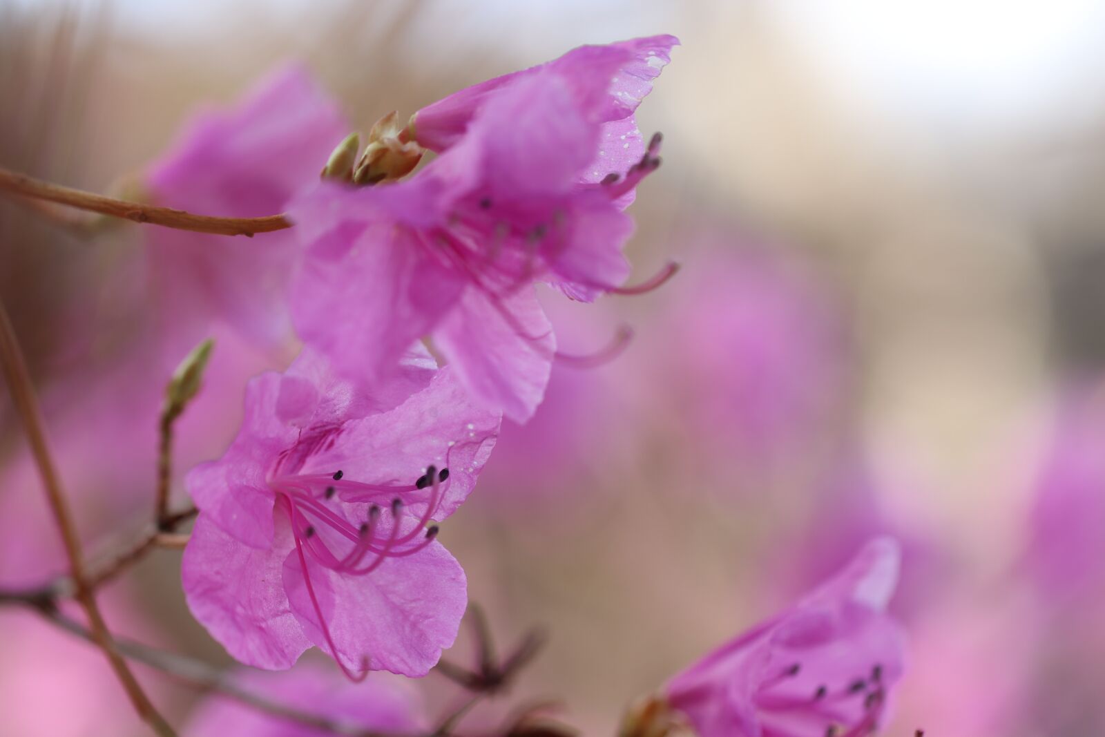 Canon EOS 80D sample photo. Spring, flower, nature photography