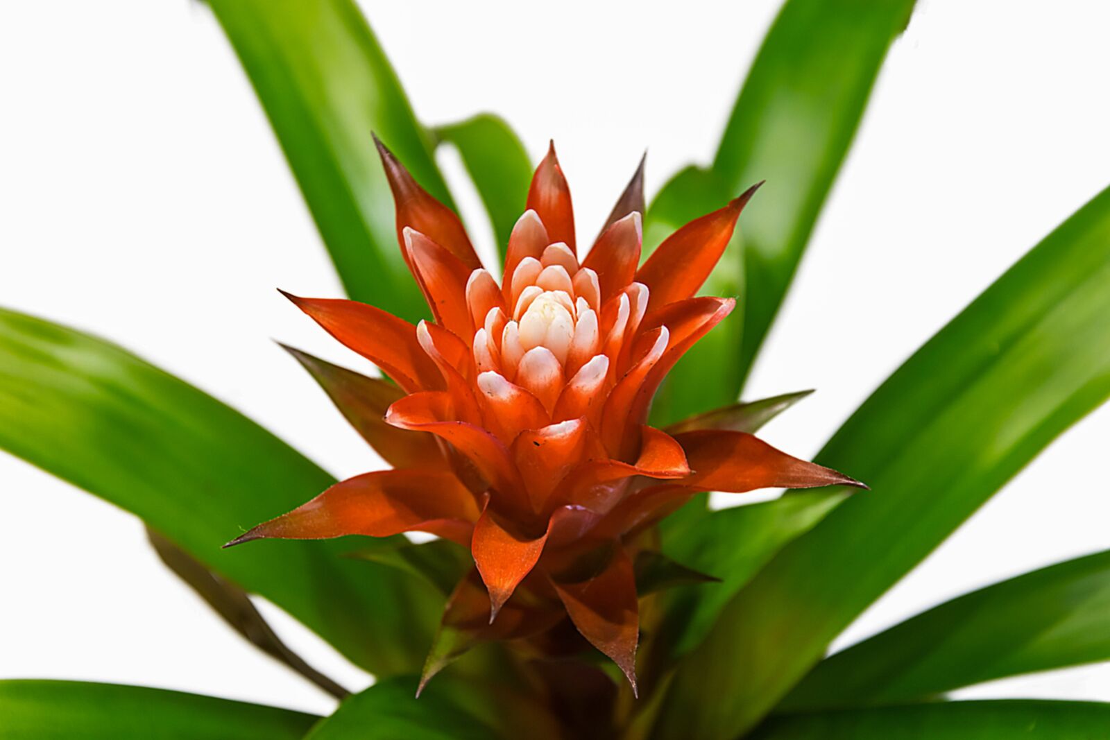 Nikon D5300 sample photo. Plant, nature, leaf photography