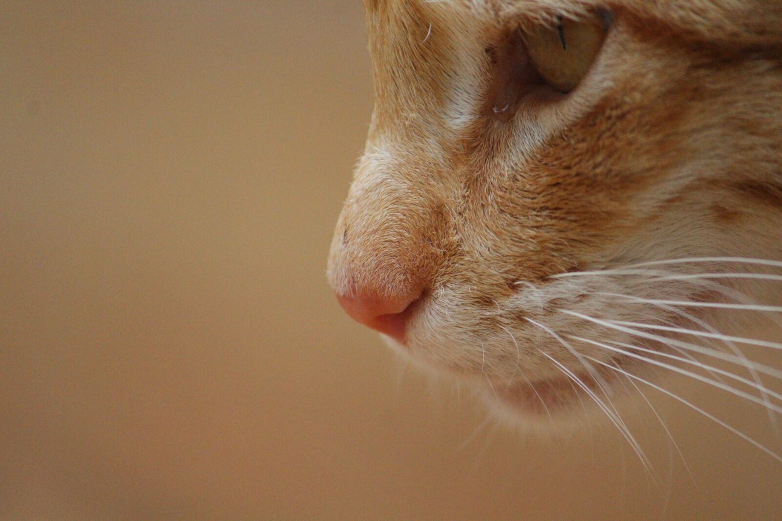 Canon EOS 1200D (EOS Rebel T5 / EOS Kiss X70 / EOS Hi) sample photo. Cat, animal, focus photography