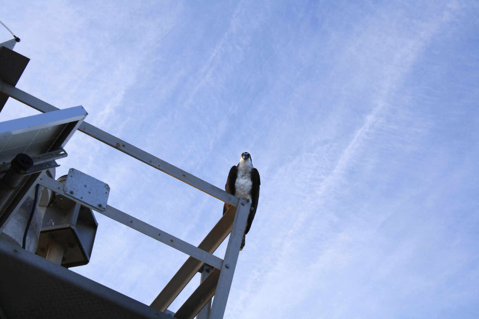 Canon EOS 1000D (EOS Digital Rebel XS / EOS Kiss F) sample photo. Beach, bird, blue, clouds photography