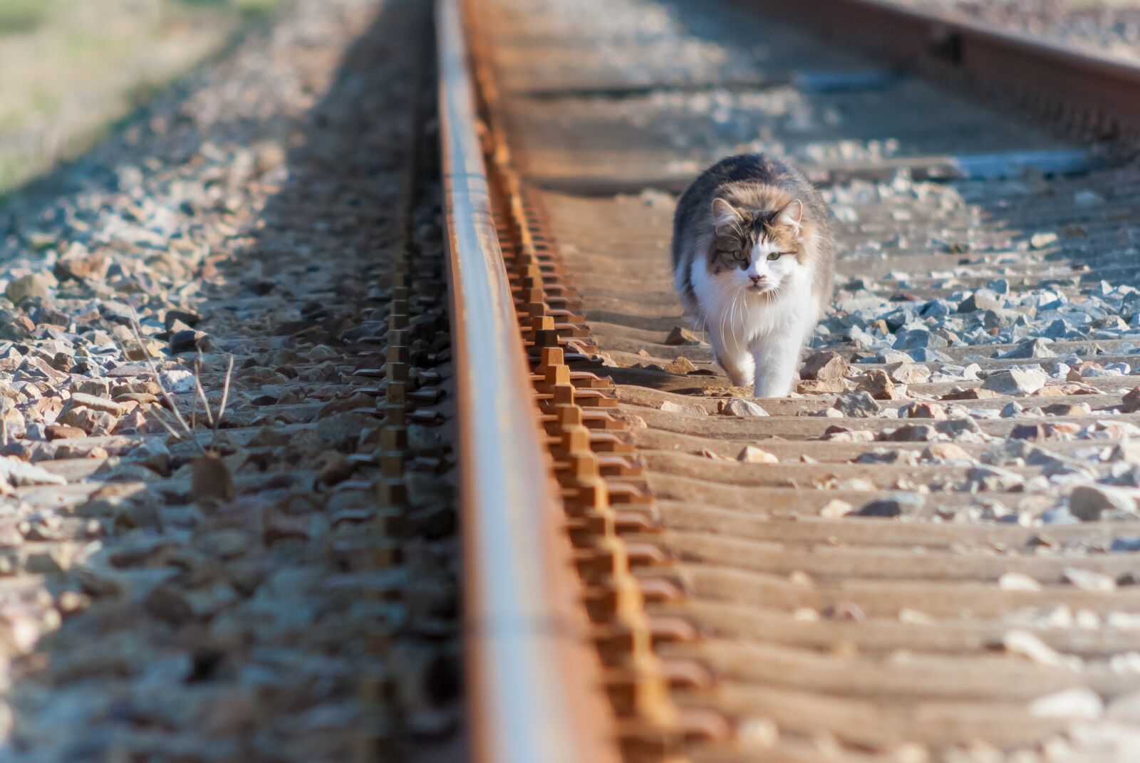 Nikon D80 sample photo. Cat, rail, track photography