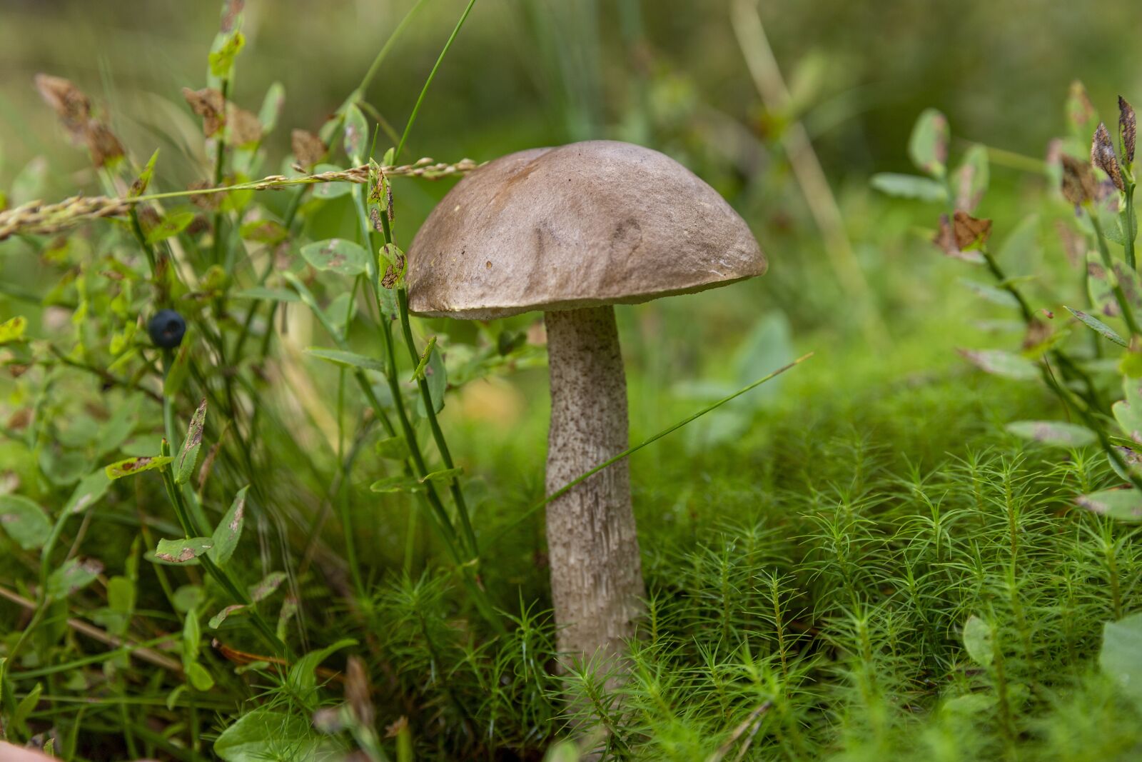 Canon EOS 6D sample photo. Mushroom, boletus, forest photography