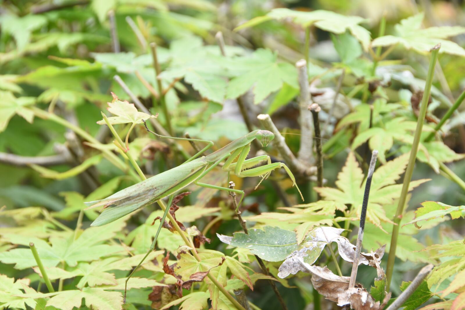 Nikon D7200 sample photo. Insects, mantis, nature photography