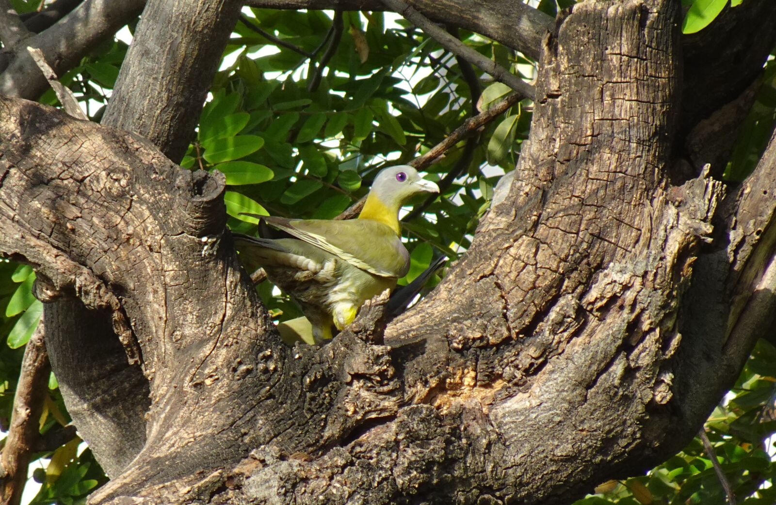 Sony DSC-WX800 sample photo. Bird, pigeon, yfgp photography