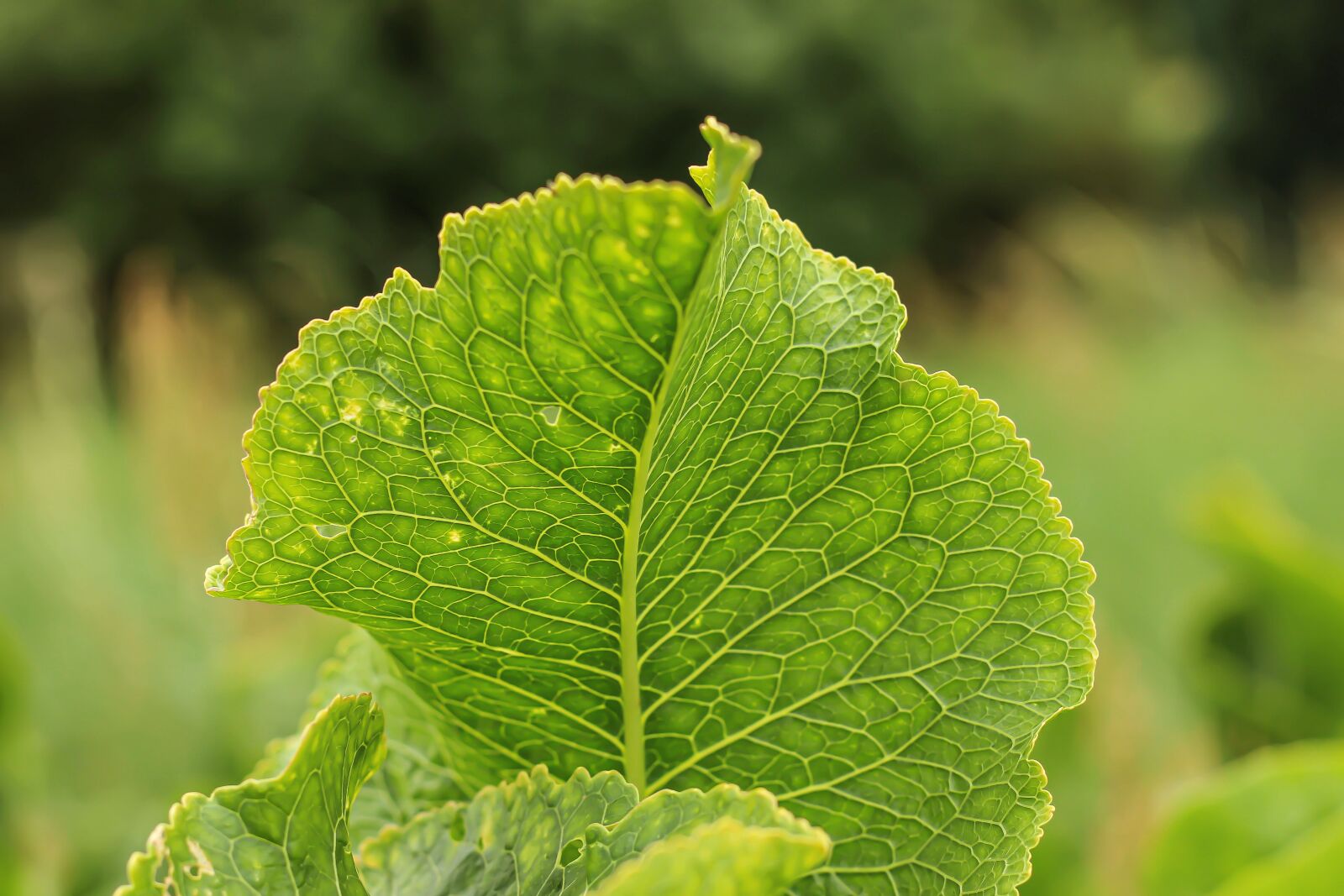 Canon EOS 700D (EOS Rebel T5i / EOS Kiss X7i) sample photo. Salad, lettuce leaf, leaf photography