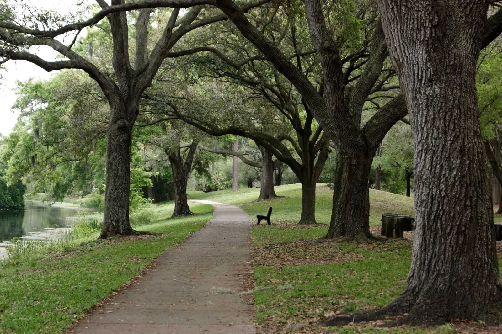 Sony Alpha DSLR-A290 sample photo. Park, trees, grass photography