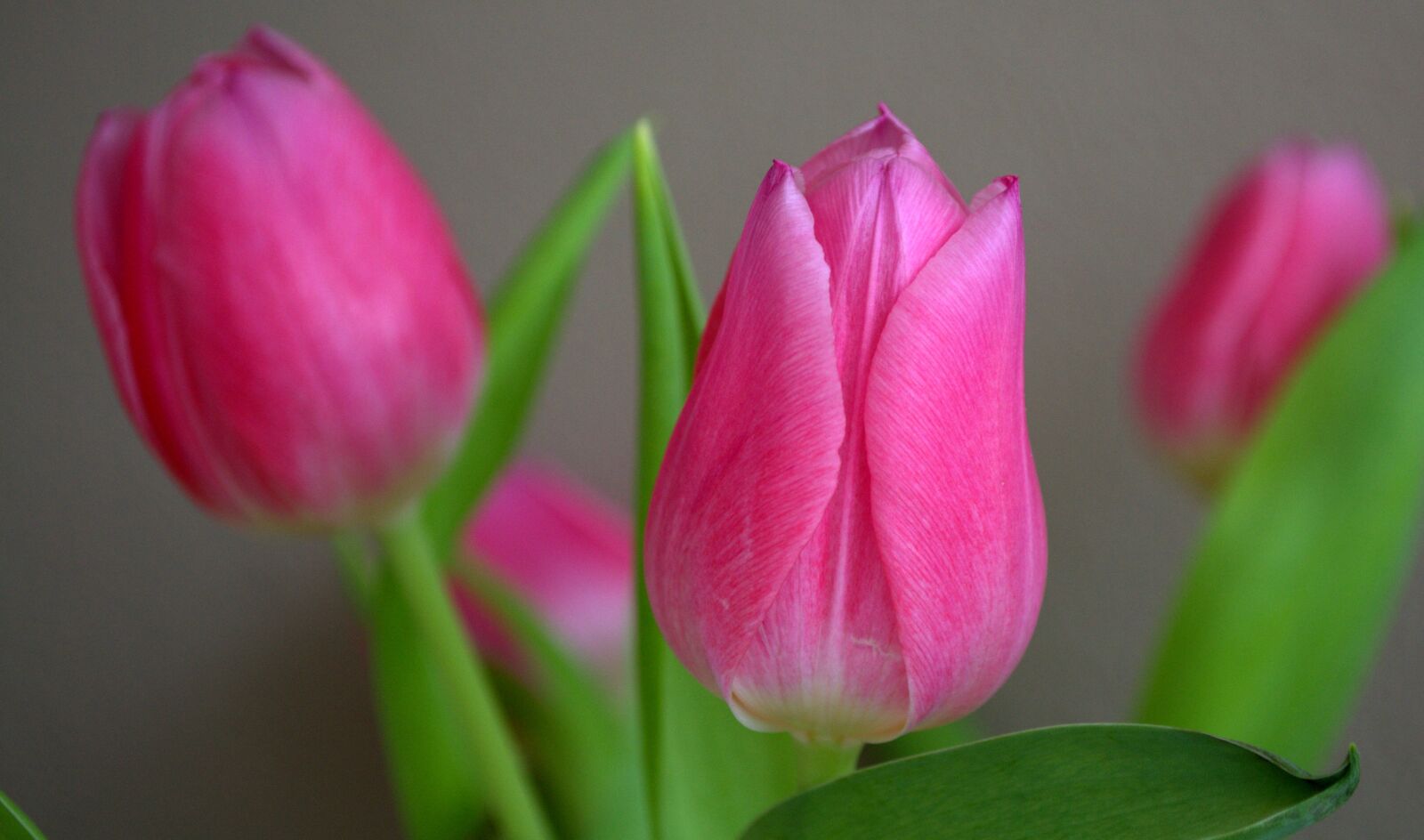 Nikon D3100 sample photo. Tulip, pink, flower photography
