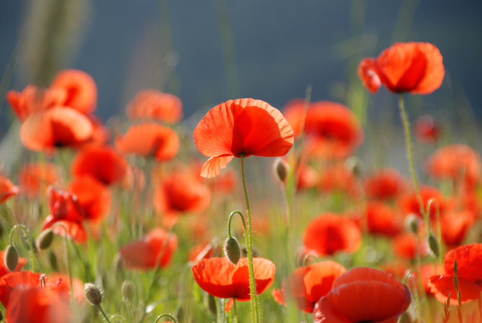 Nikon D80 sample photo. Poppy, poppy flower, flowers photography
