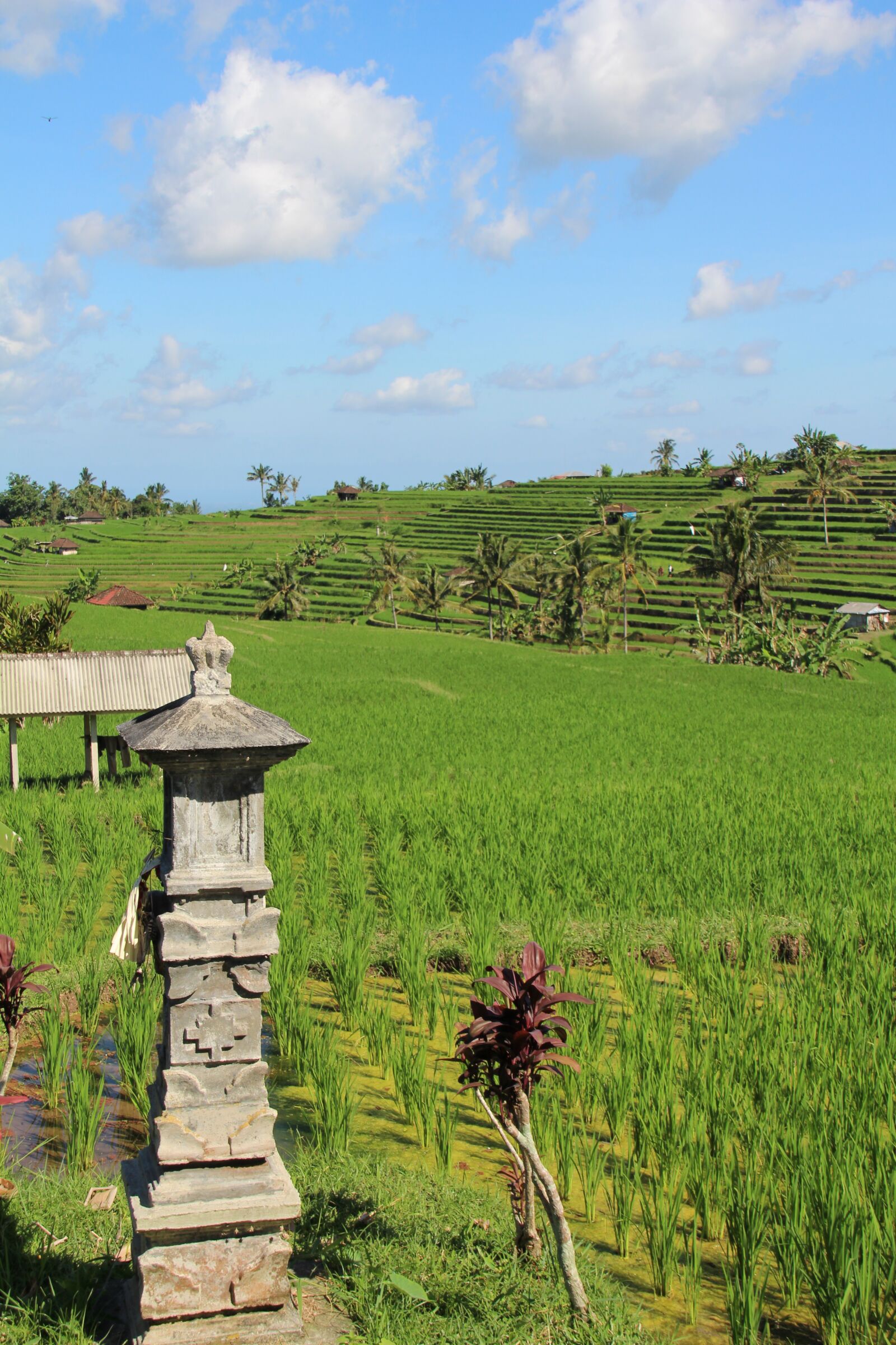 Canon EOS 700D (EOS Rebel T5i / EOS Kiss X7i) sample photo. Bali, rice fields, jatiluwih photography