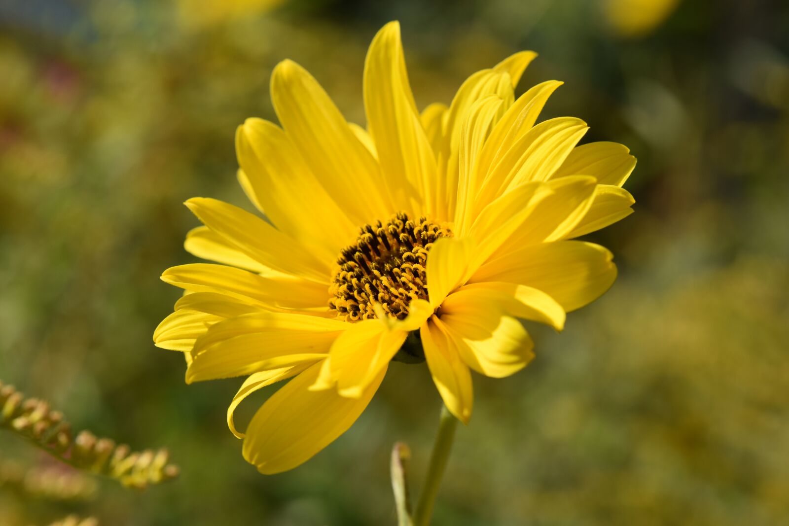 Nikon D5600 sample photo. Flower, flower yellow petals photography