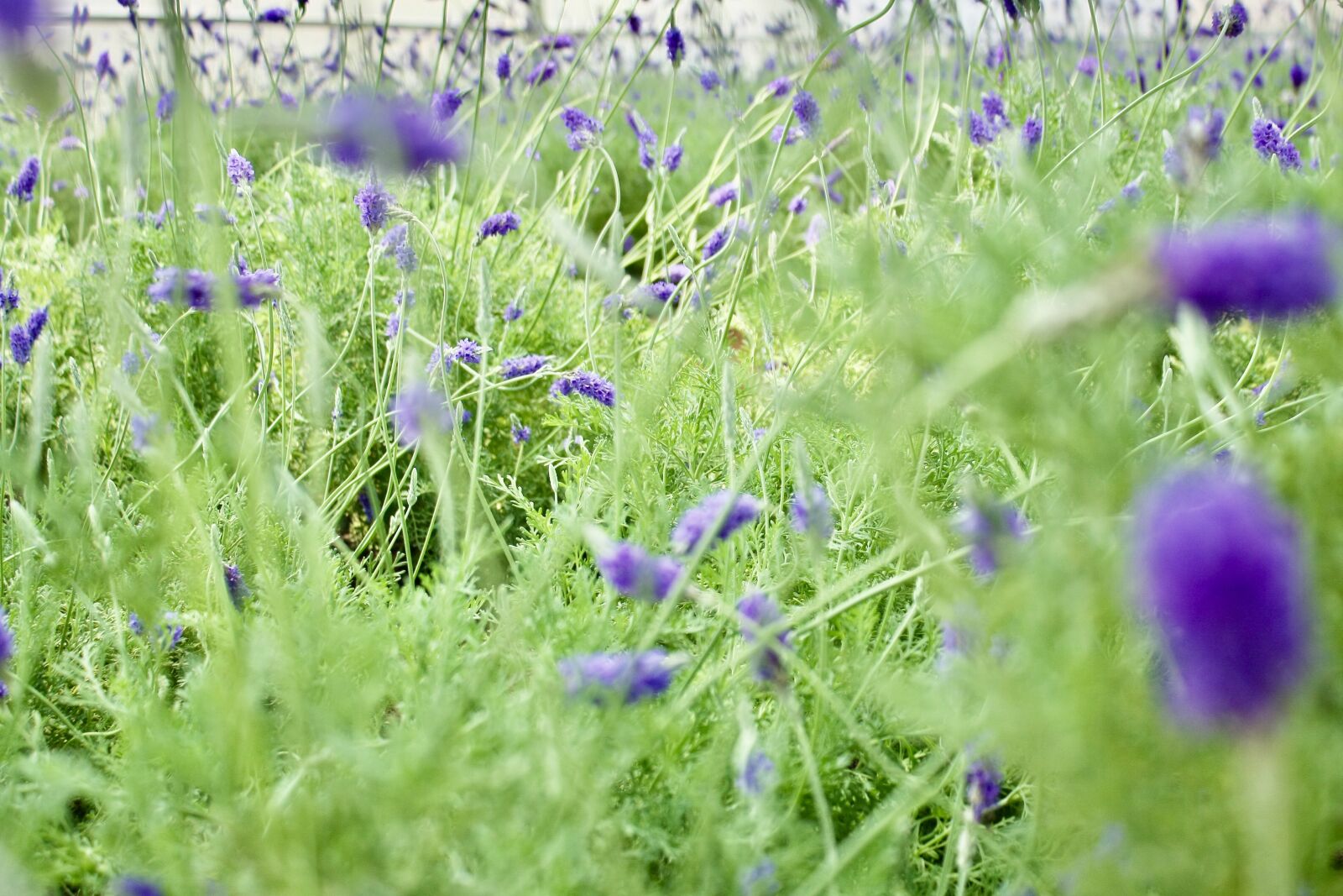 Canon EOS 40D sample photo. Lavender, flower, blue photography