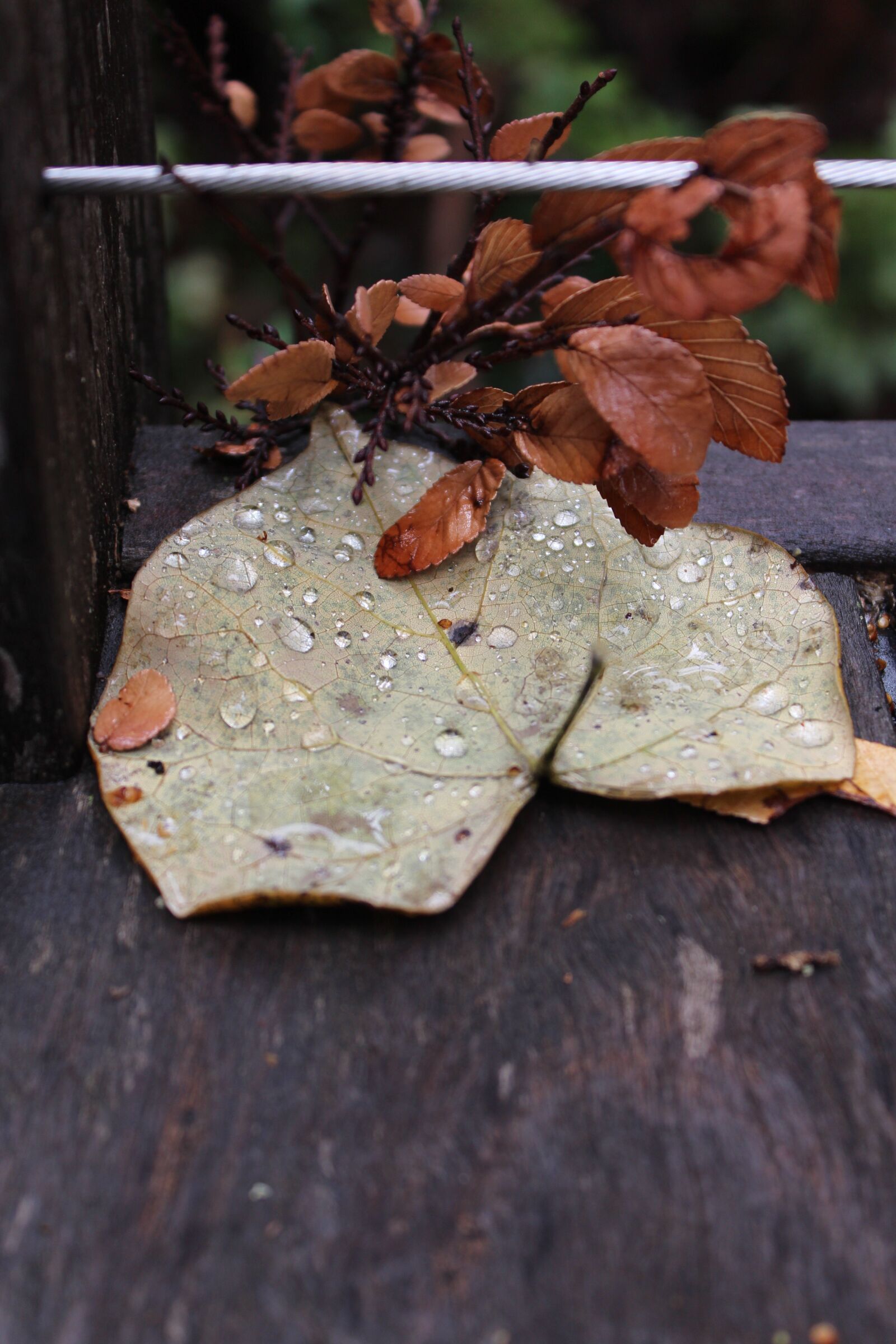 Canon EOS 650D (EOS Rebel T4i / EOS Kiss X6i) sample photo. Leaf, yellow, brown photography