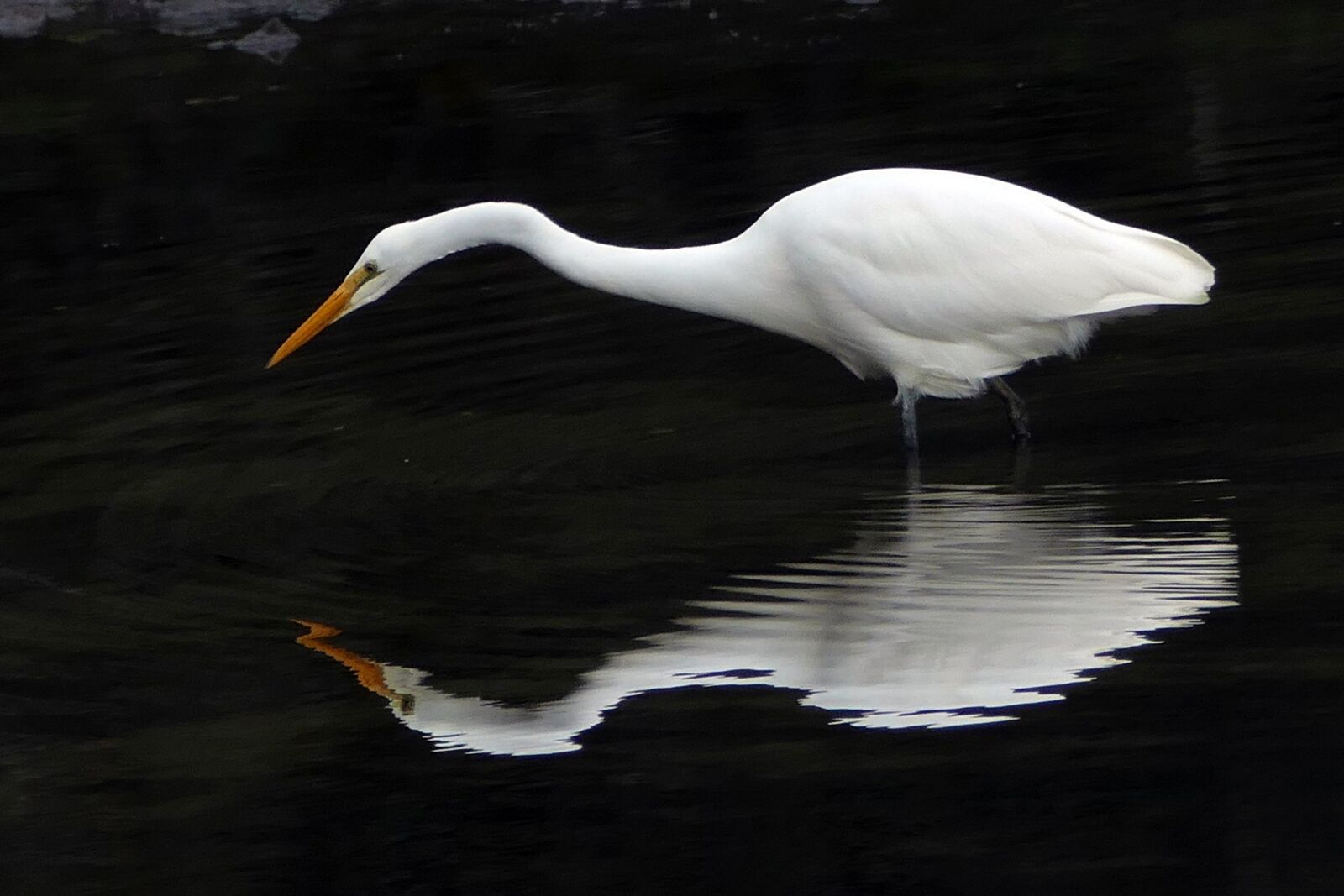 Panasonic Lumix DMC-FZ1000 sample photo. Heron, white, reflection photography