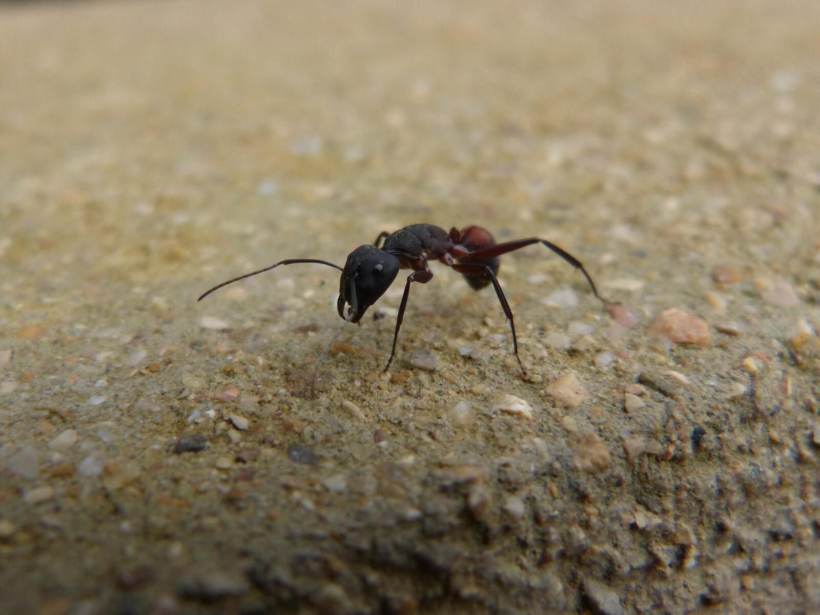 Panasonic DMC-FZ62 sample photo. Ant, insect, detail photography